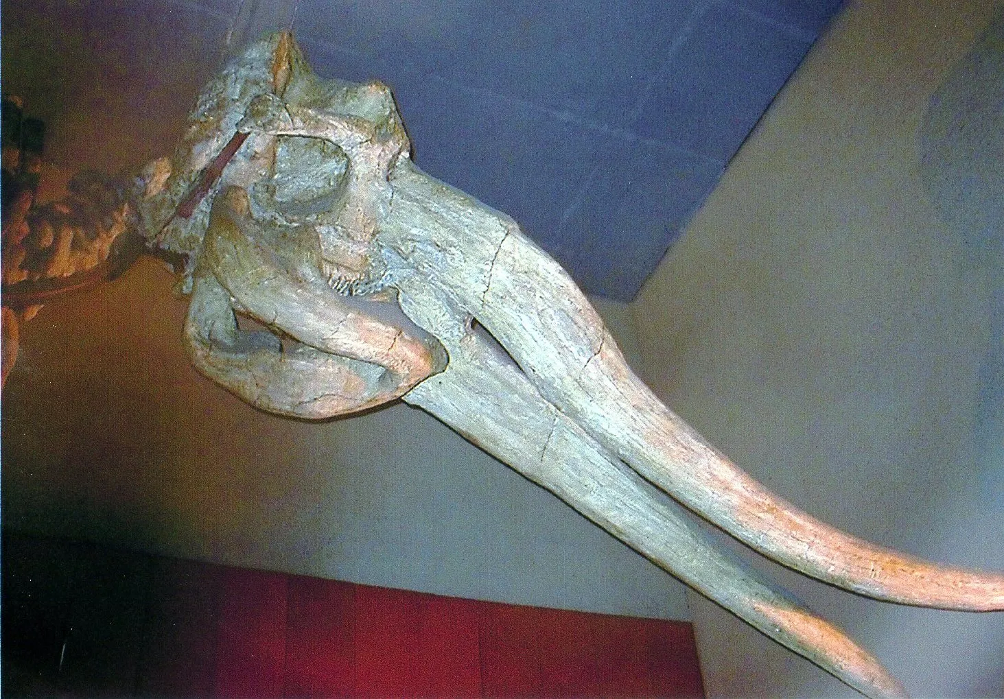 中国旅行記＠上海市内観光＆上海自然博物館編。上海自然博物館の象の化石