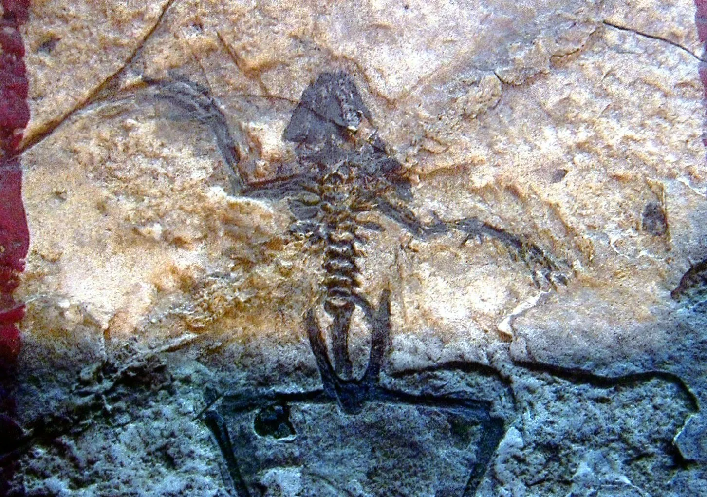 中国旅行記＠上海市内観光＆上海自然博物館編。上海自然博物館にある、古代の蛙の化石