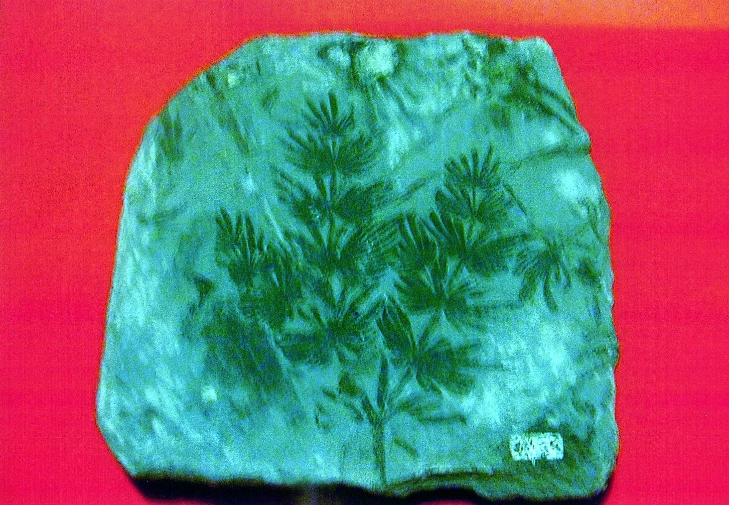 上海自然博物館にある、シダ植物の化石