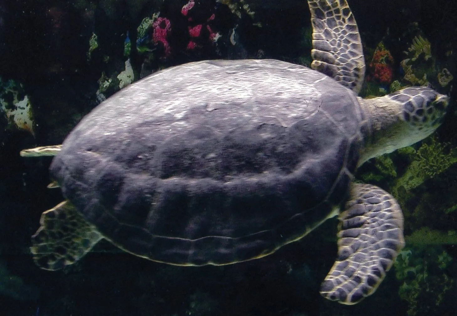 上海自然博物館にいる海亀