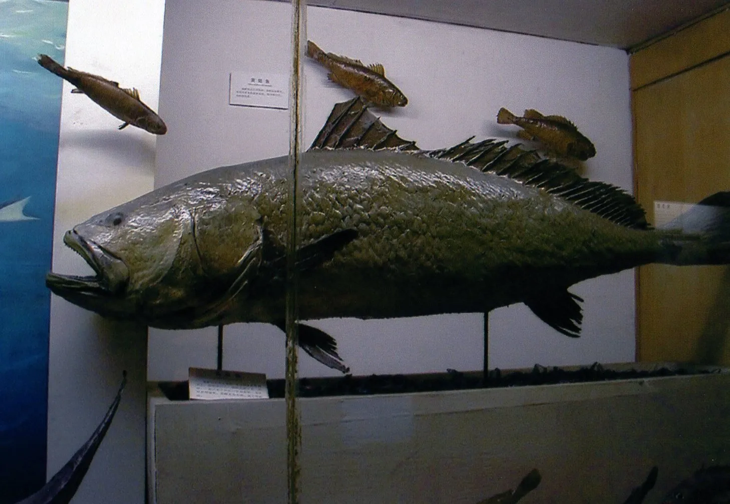 上海自然博物館にある、クエの剥製