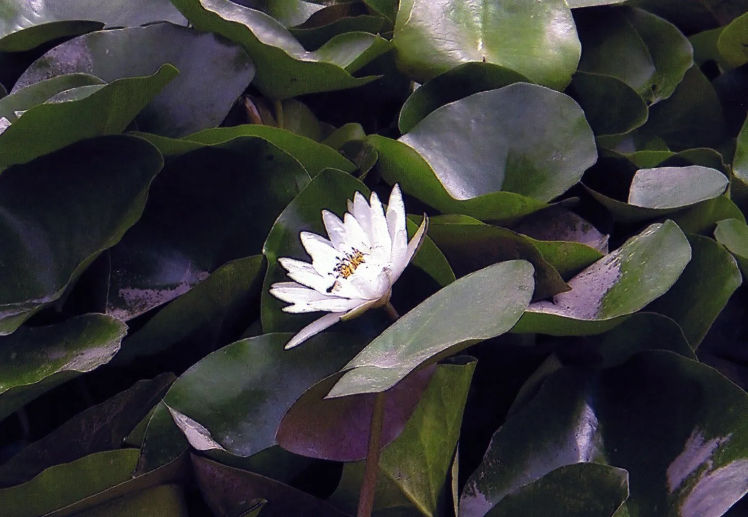 上海植物園の小川に咲いていた蓮の花