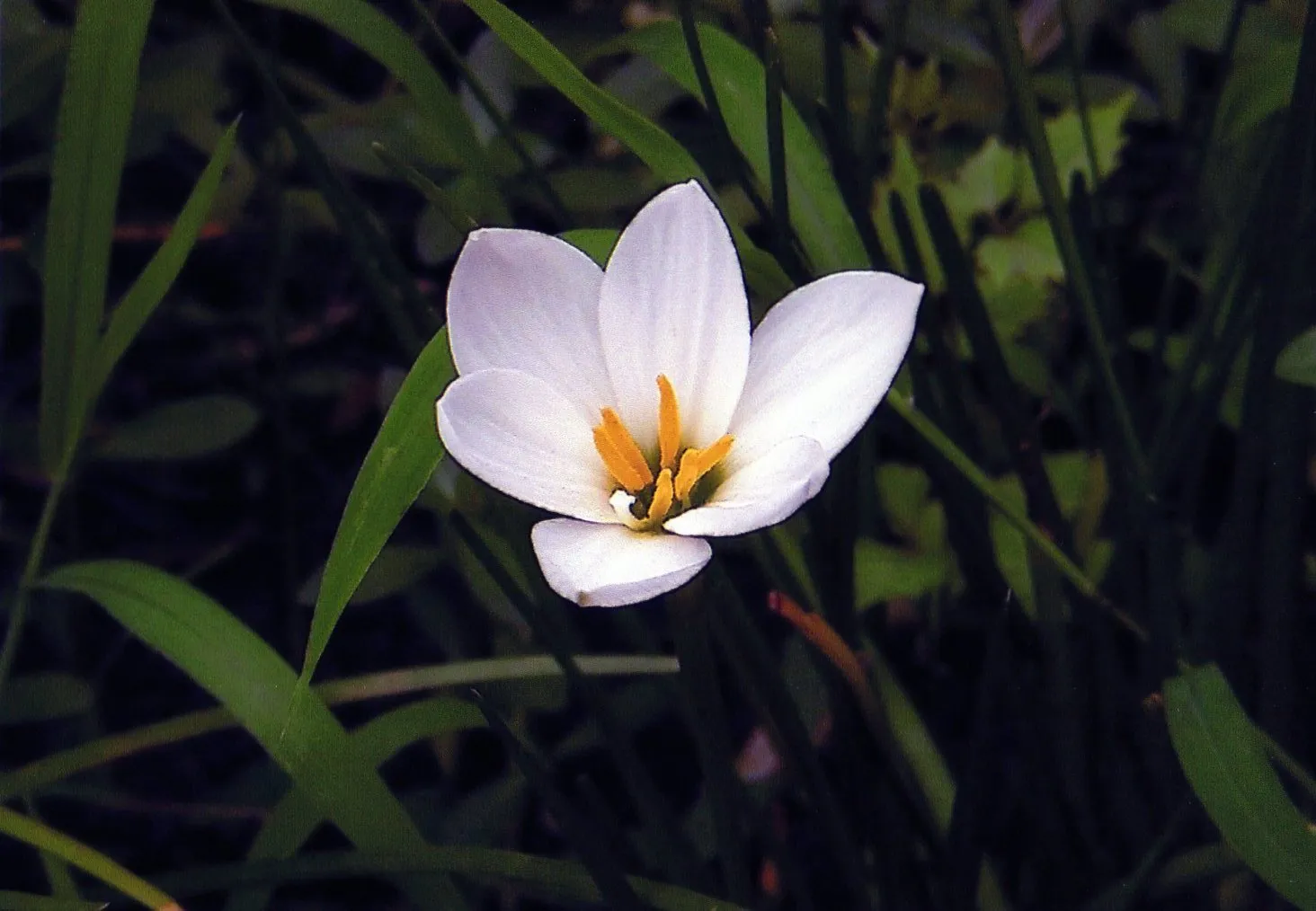 上海植物園に咲く何かの花
