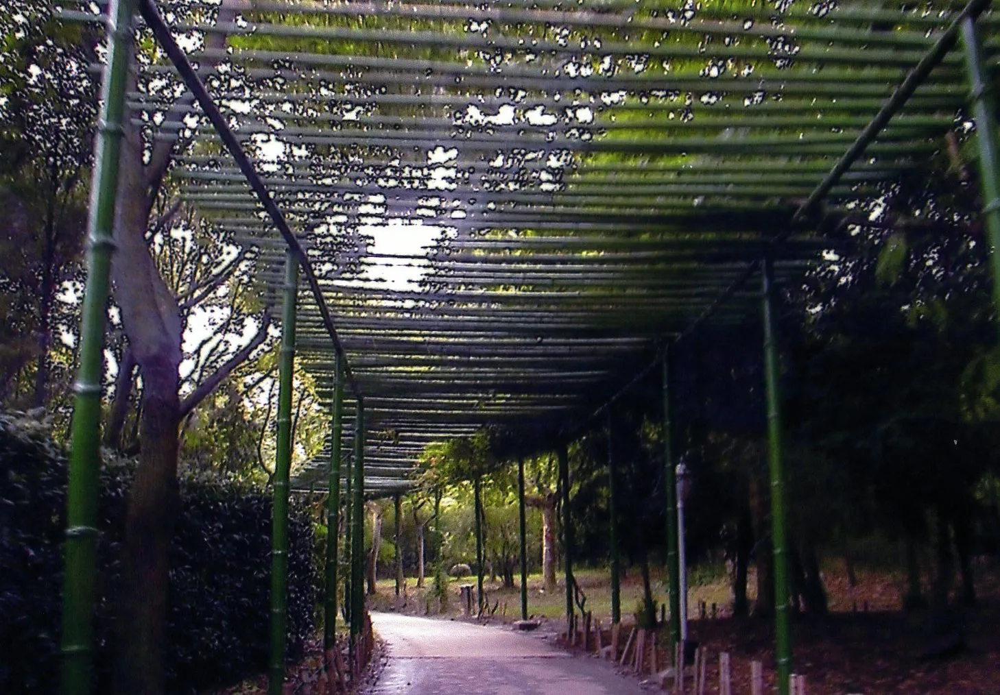 上海植物園を走り回る電気自動車からの風景写真