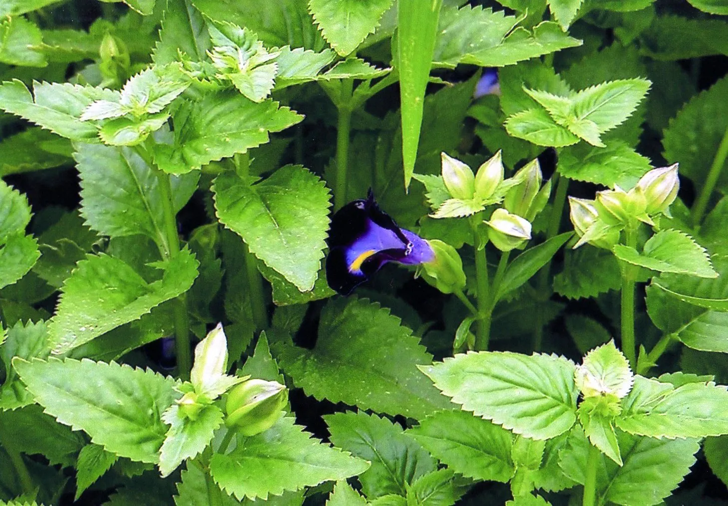 上海植物園のスミレらしき花