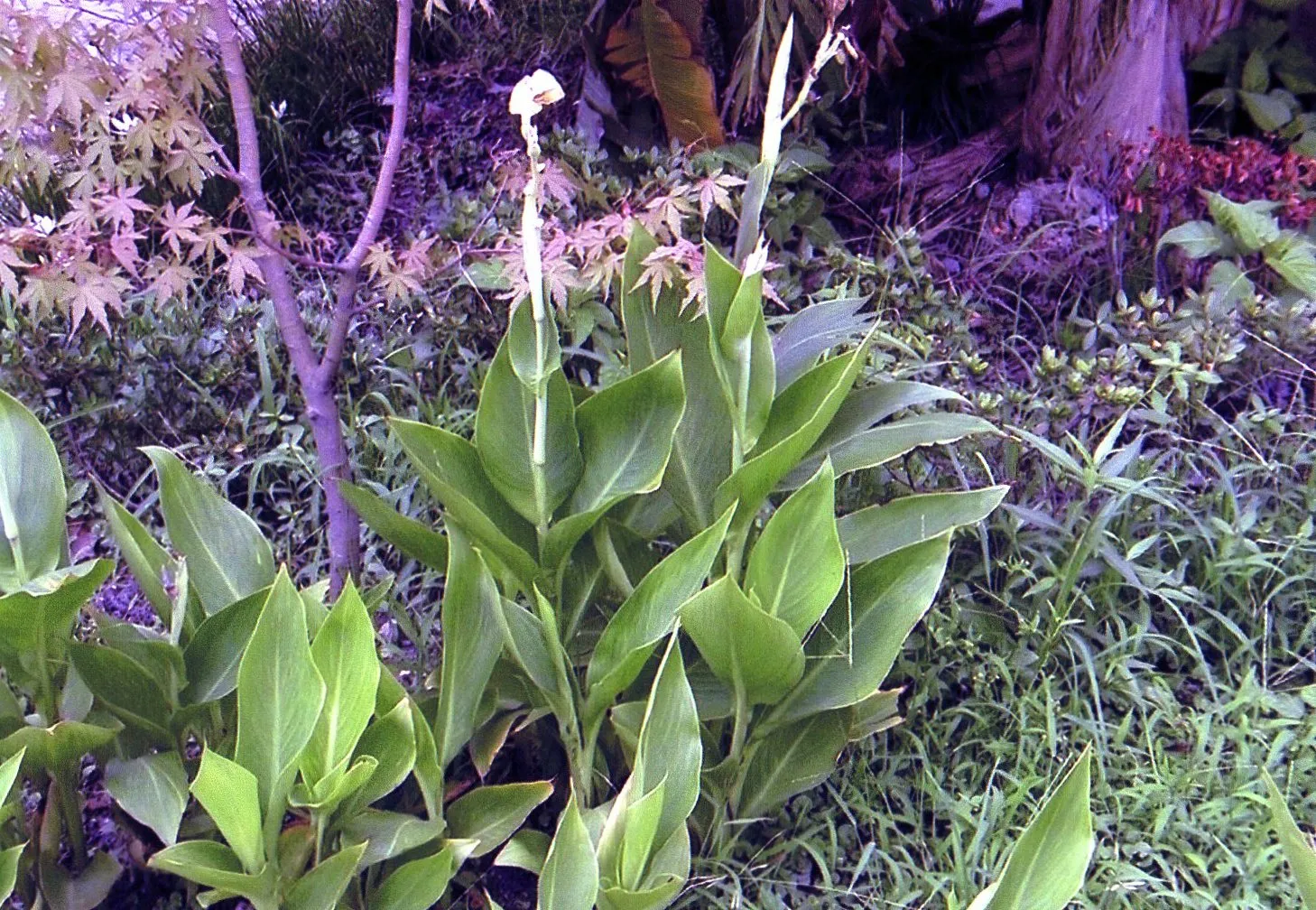 上海植物園に咲く何かの花