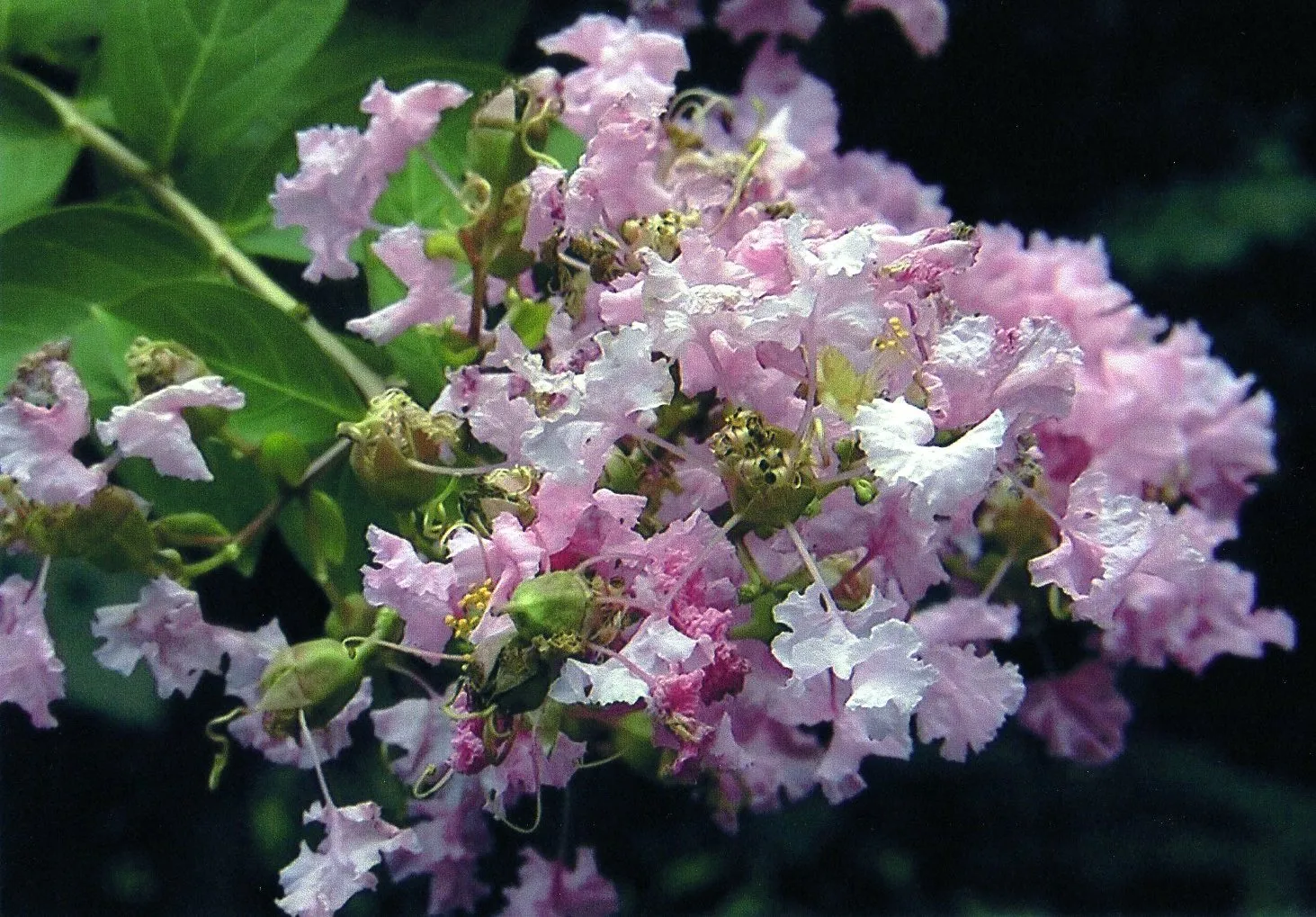 上海植物園の園内に咲いているアジサイみたいな花