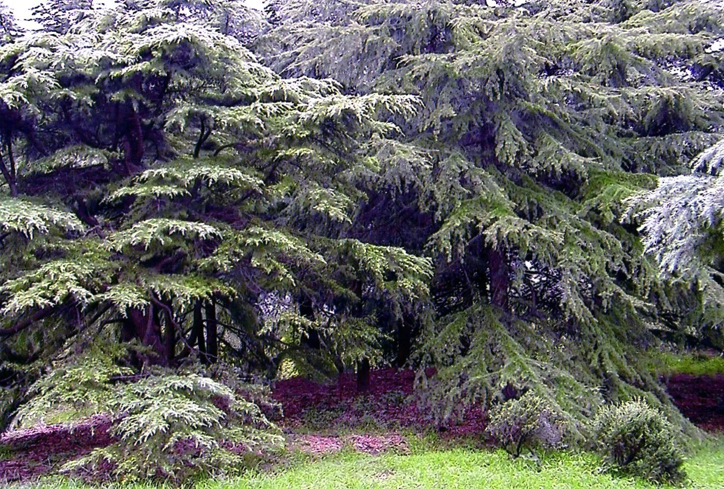 上海植物園の園内にある涼しげな林
