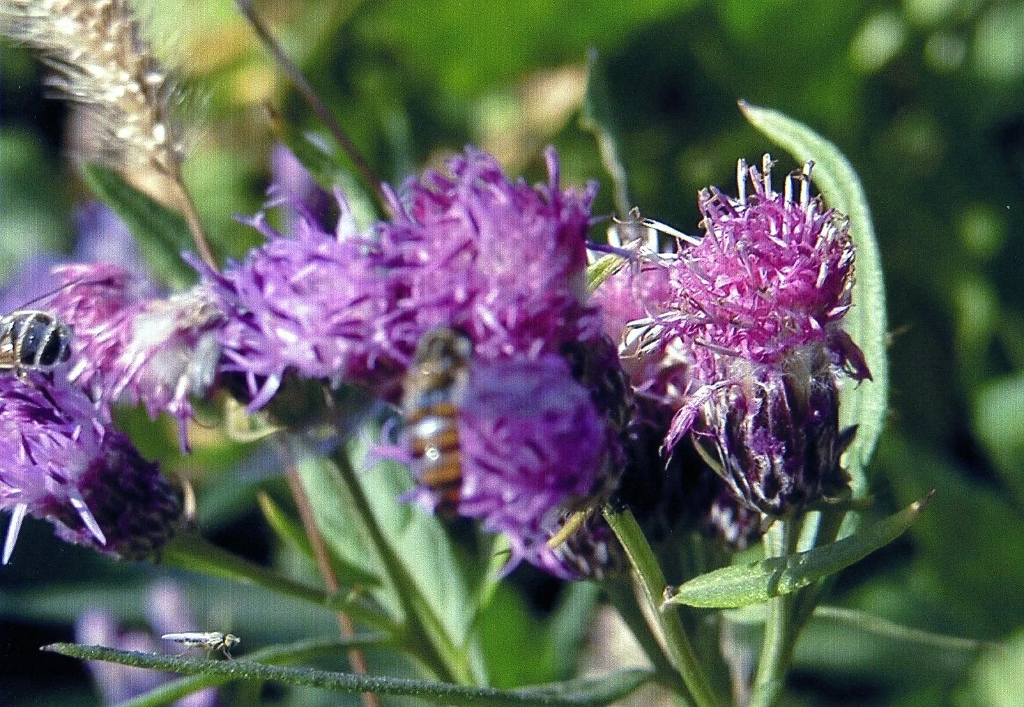 中国黒竜江省哈爾浜(ハルビン)市の太陽島に咲いていた花