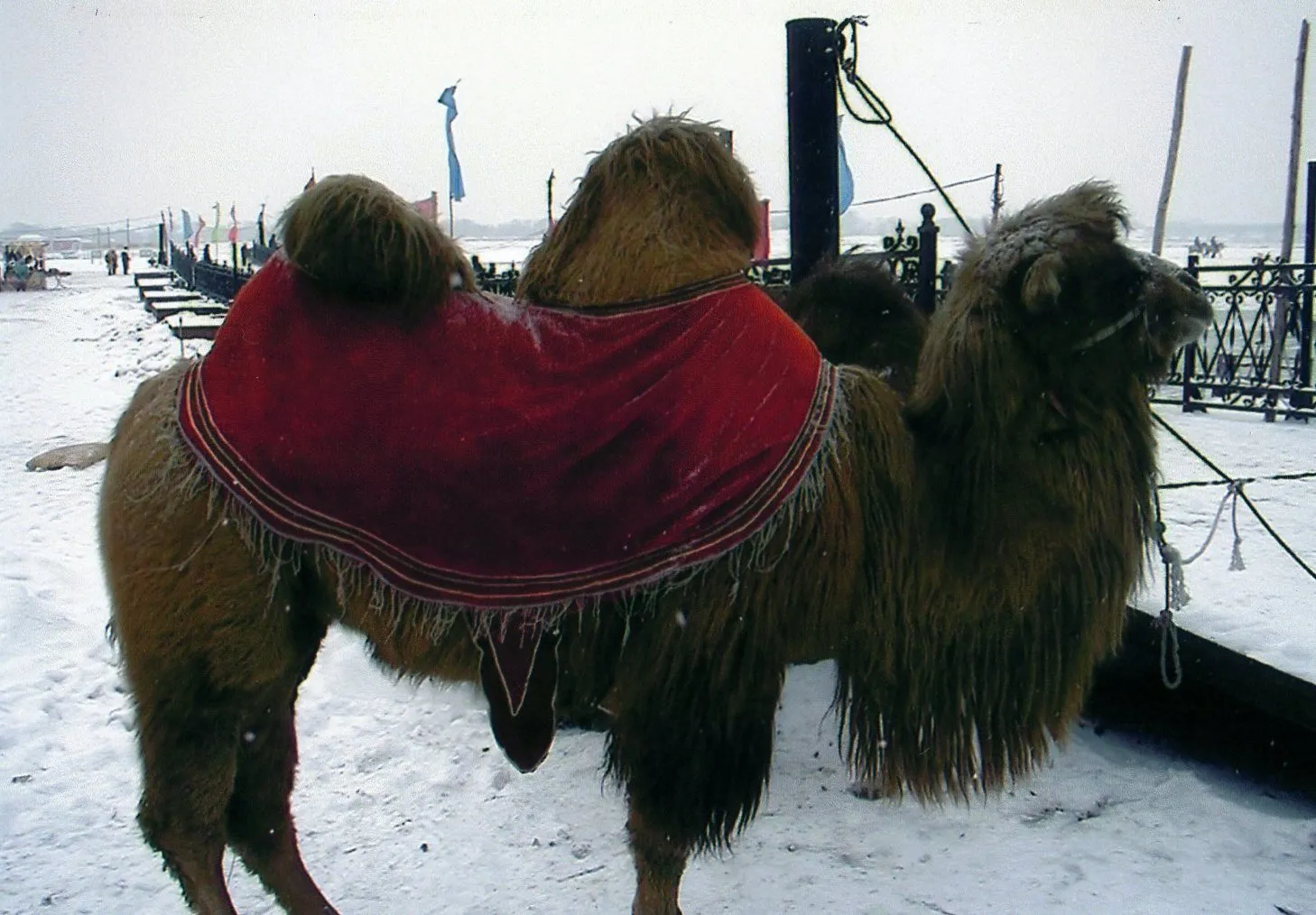 冬の哈爾浜 ハルビン市の松花江でたたずむラクダ