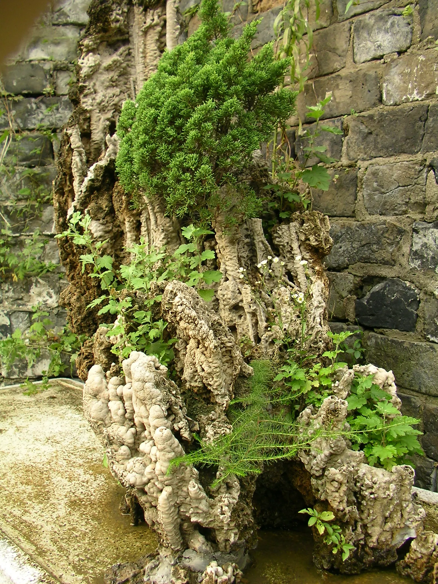 南京城の階段の所にあった盆栽みたいな物