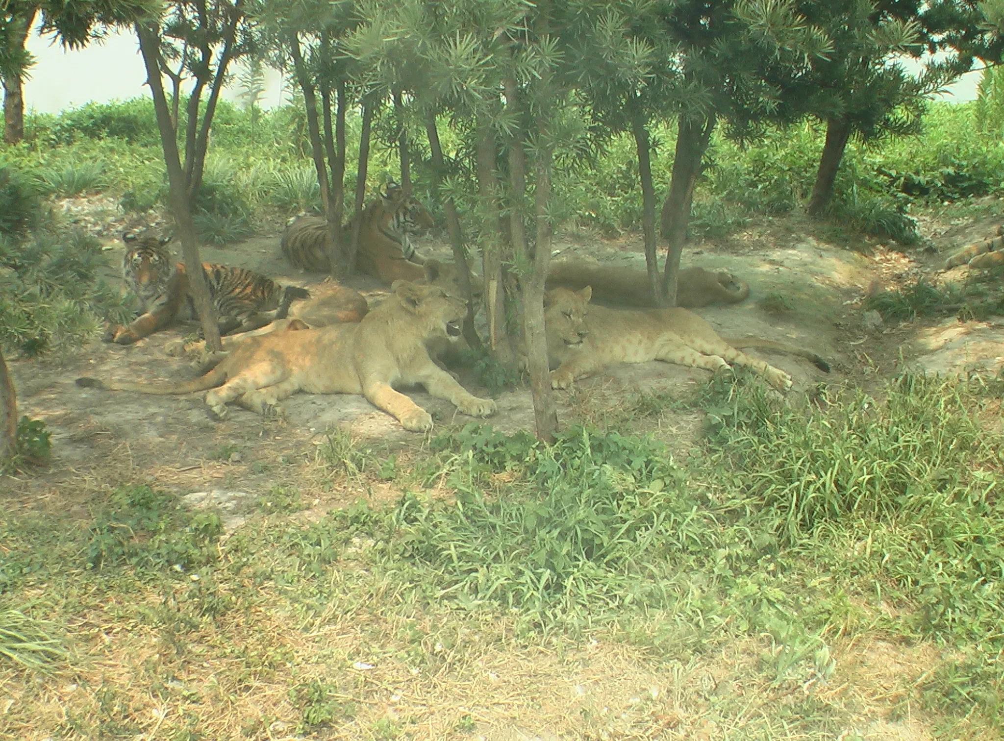 バスからライオンを撮影。いやぁ。。やっぱり怖い