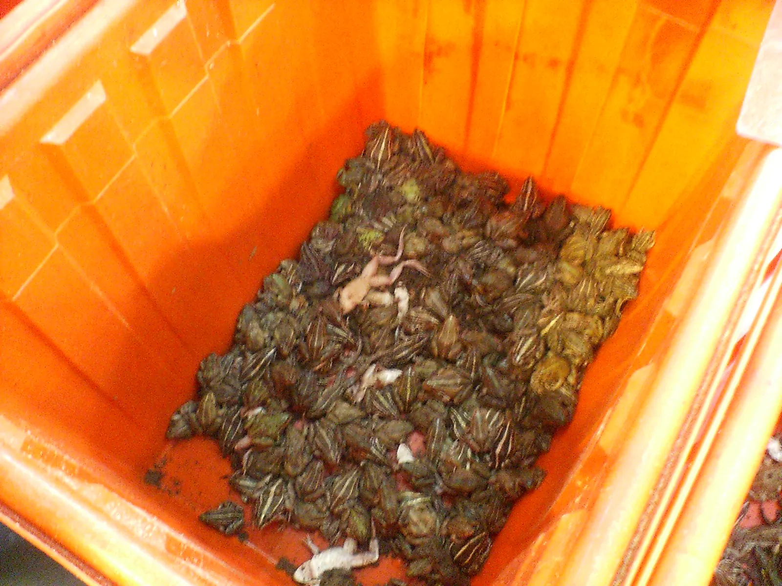 上海市内観光 浦東新区の上南路のレストランで料理にする食用蛙を選ぶ