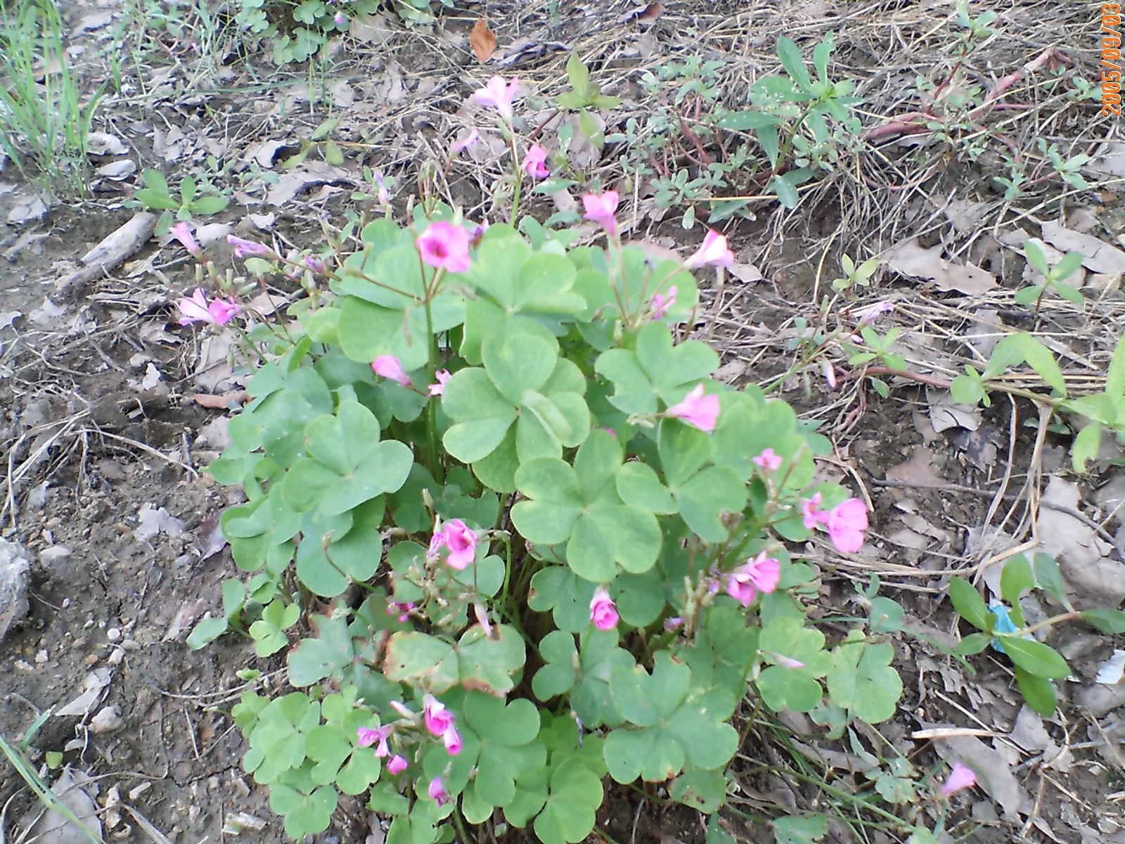 上海野生動物園の野花