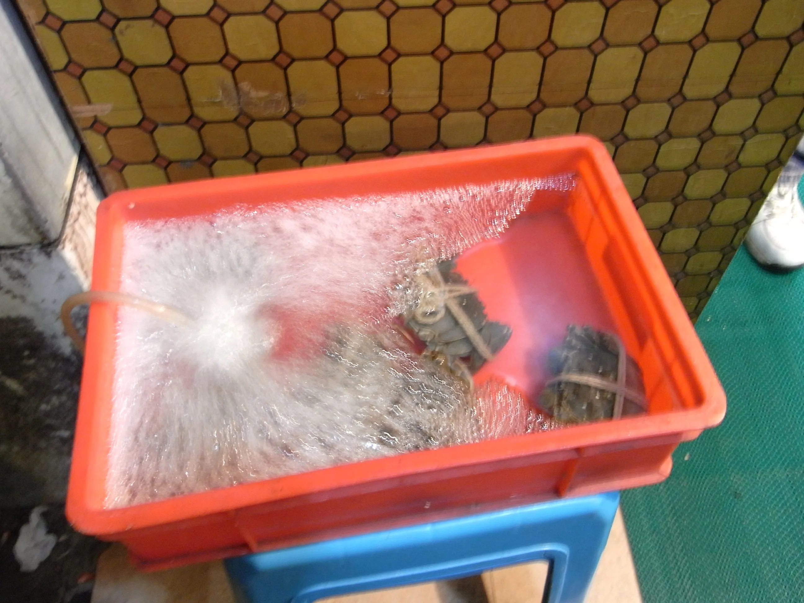 調理を待つ縛られた上海蟹