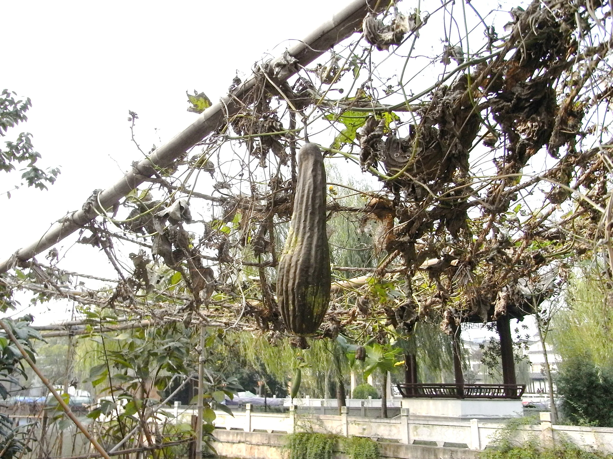 周庄の水辺の糸瓜(へちま)