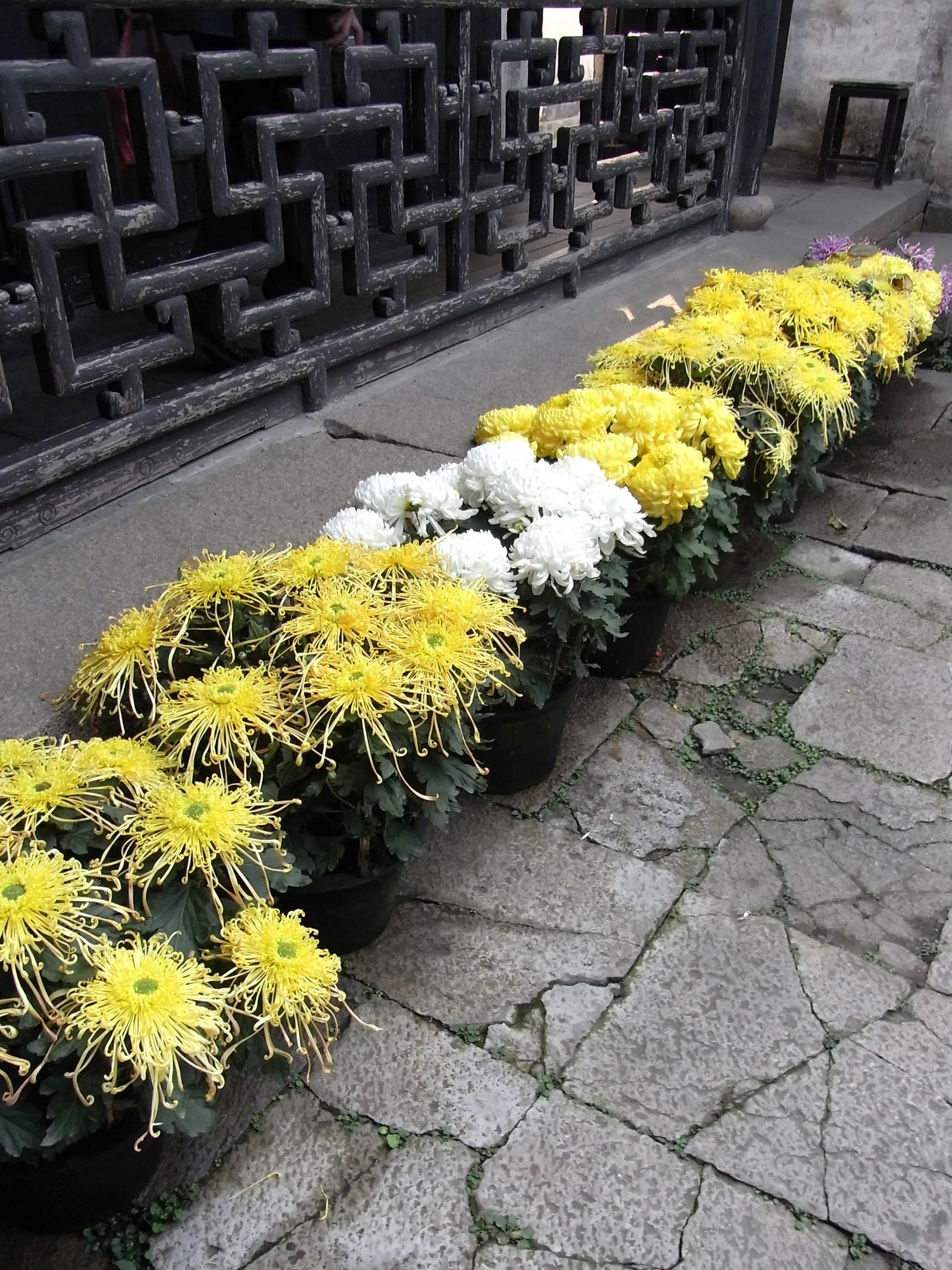 中庭に咲いていた菊らしき花