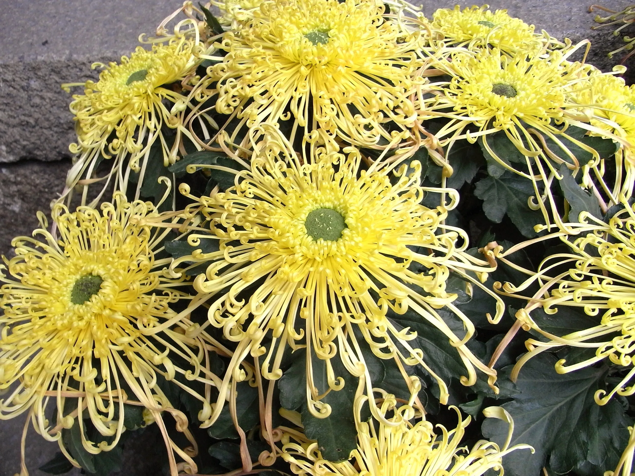 張庁の屋敷に咲く菊っぽい花