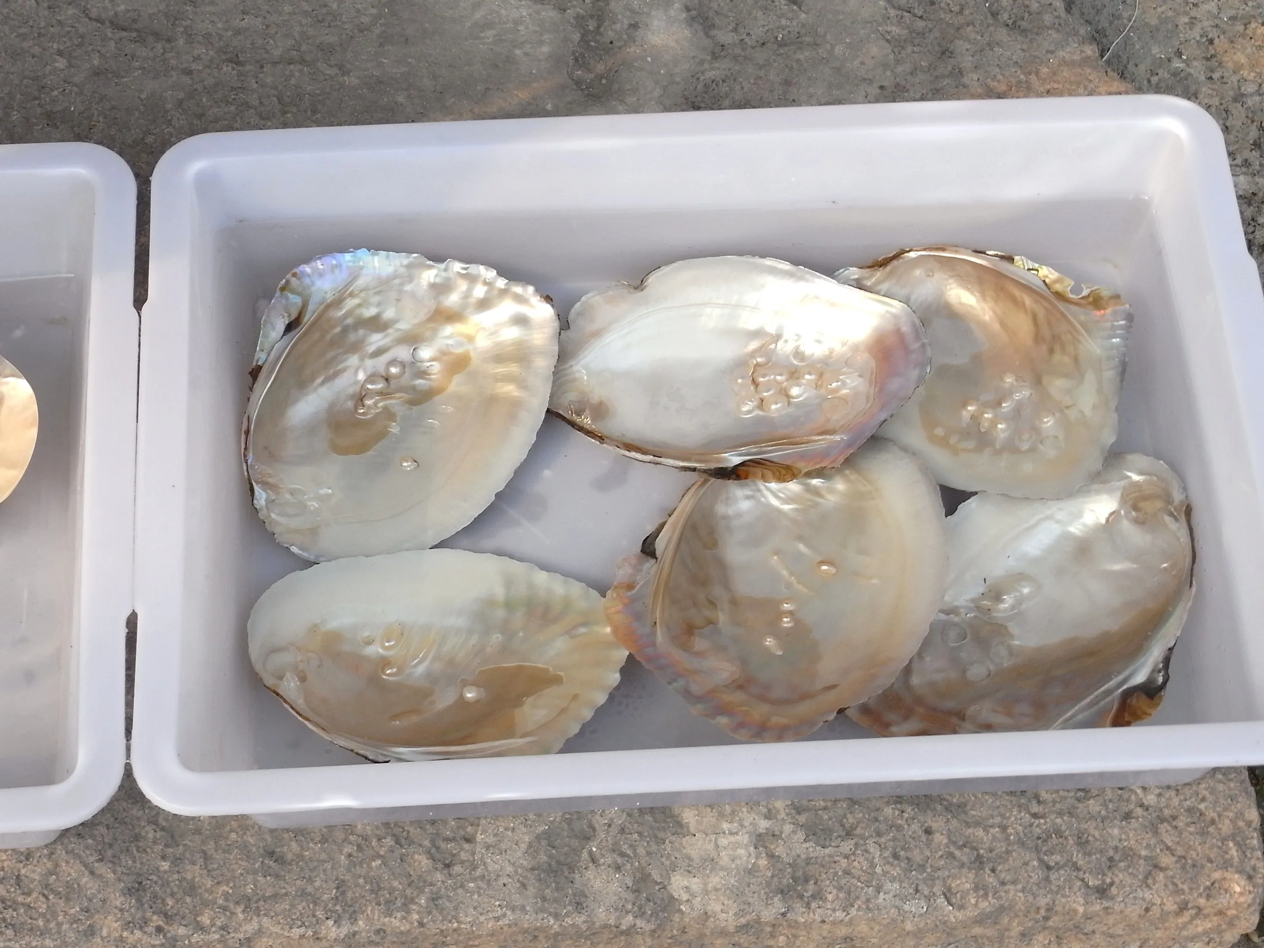 淡水真珠の養殖が盛んな南湖