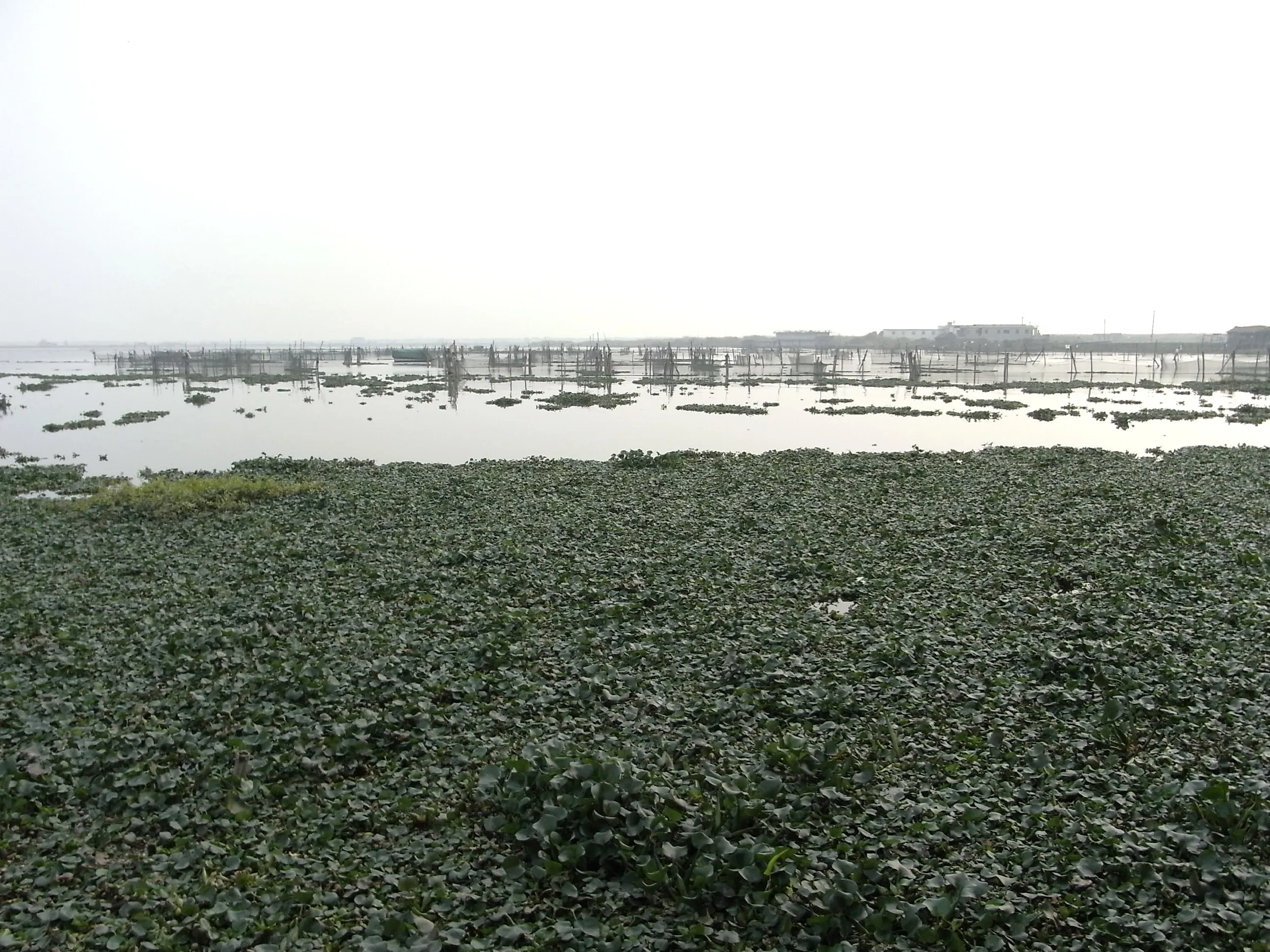 全福長橋からの清々しい空気の南湖