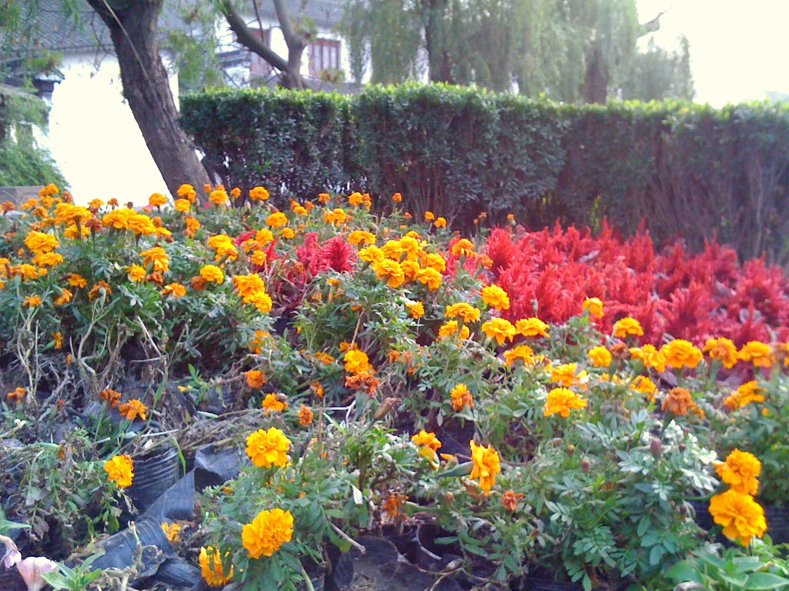 周庄博物館付近に咲く花