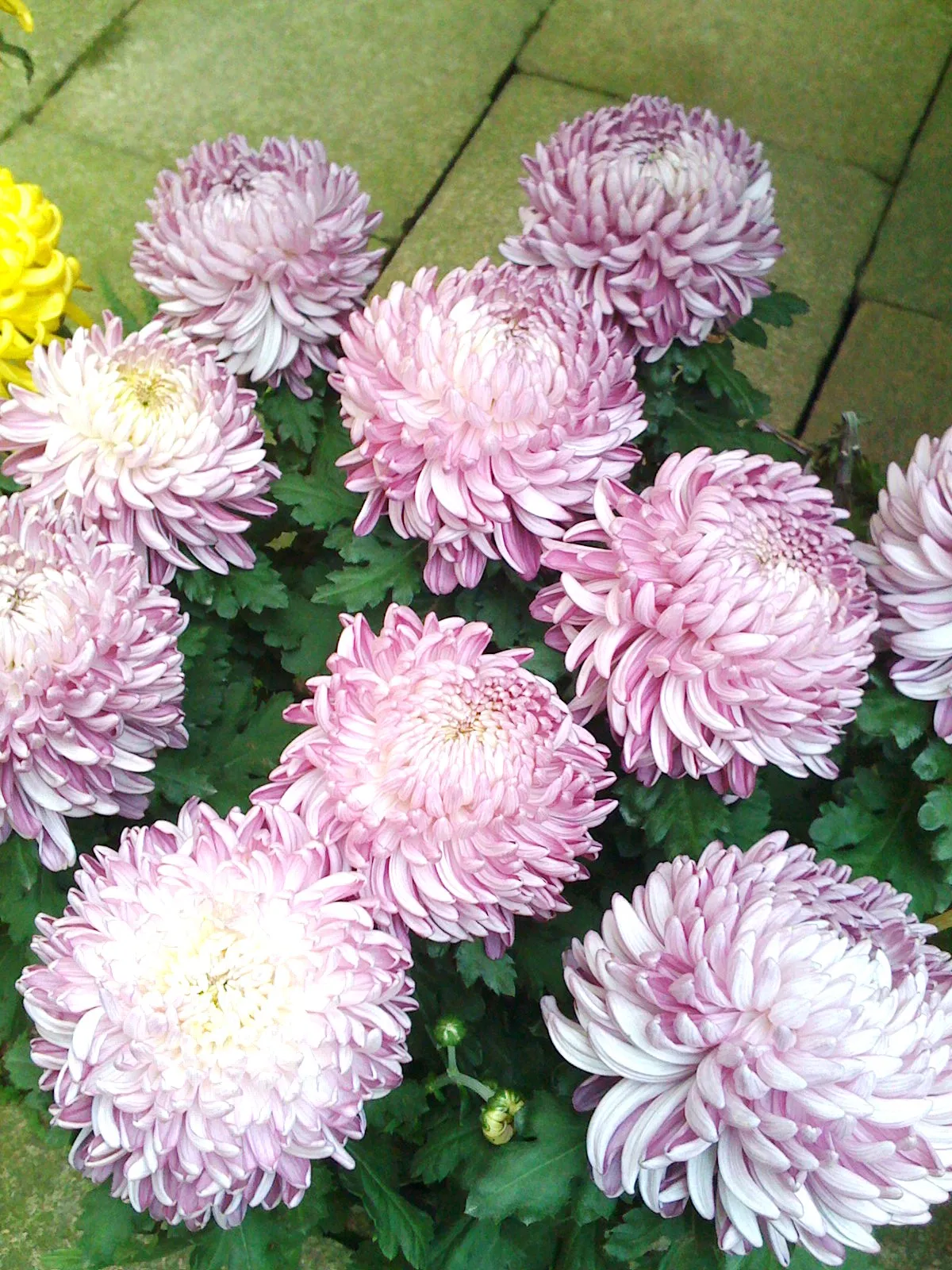 博物館内のピンクの菊の花