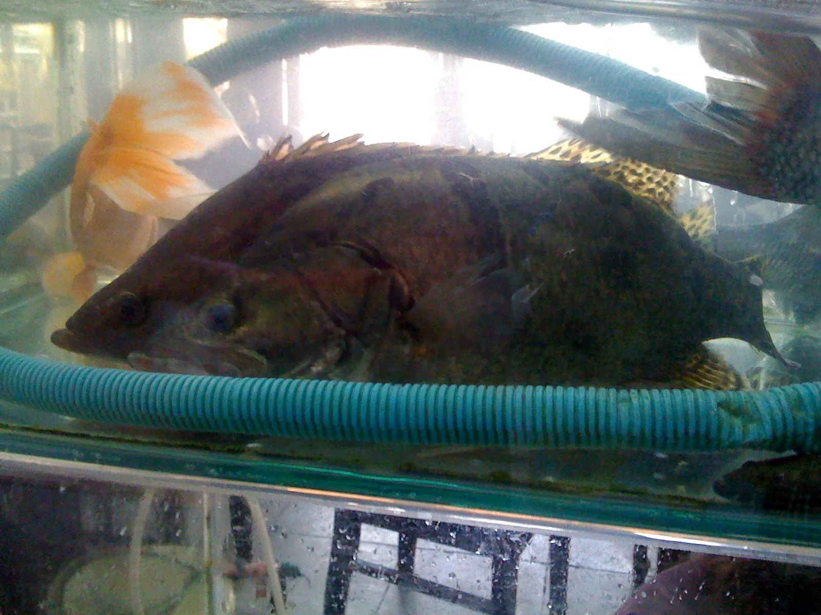 食堂のスズキ科の魚