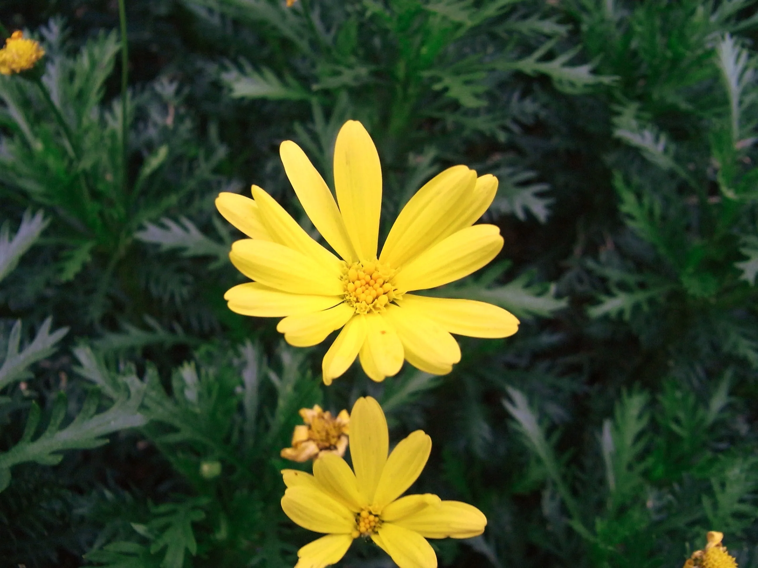 道端に咲く黄色い花