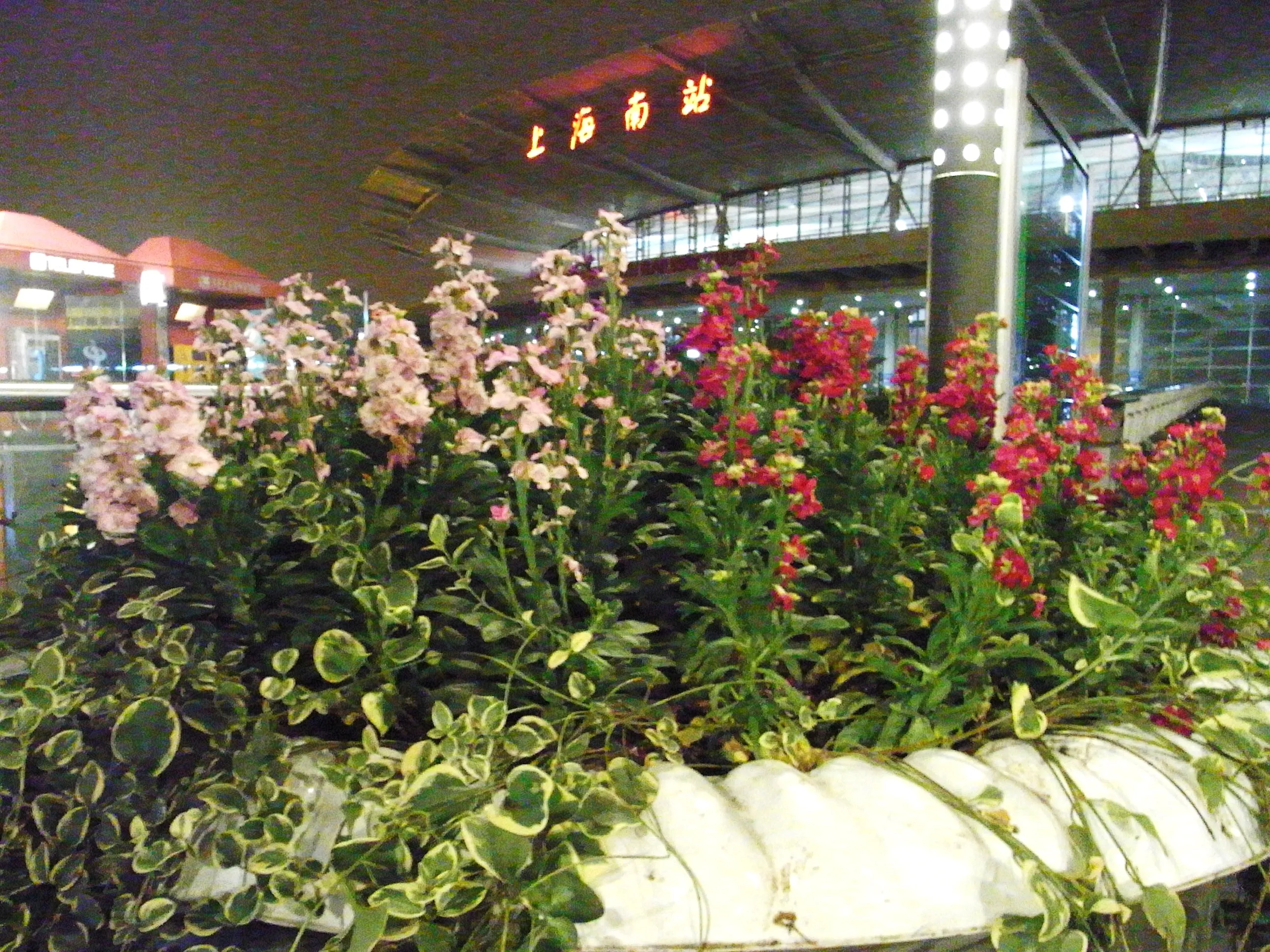 上海南駅前の夜の花