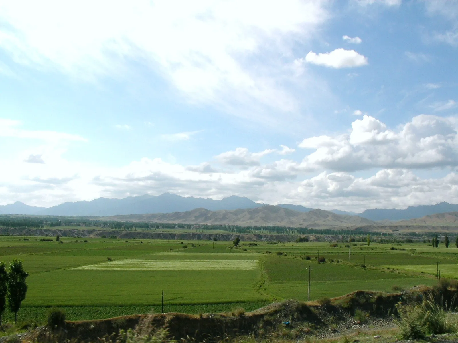 郊外の小麦か麻の畑