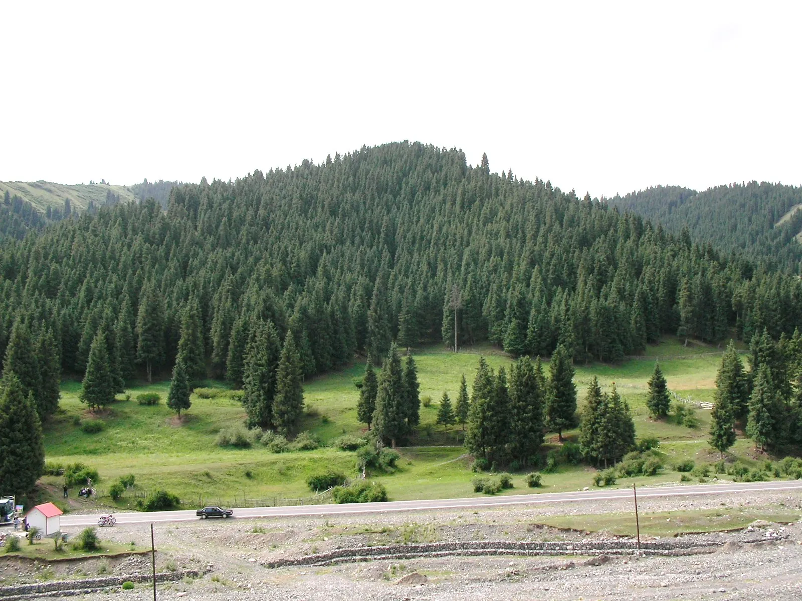 南山牧場の森林