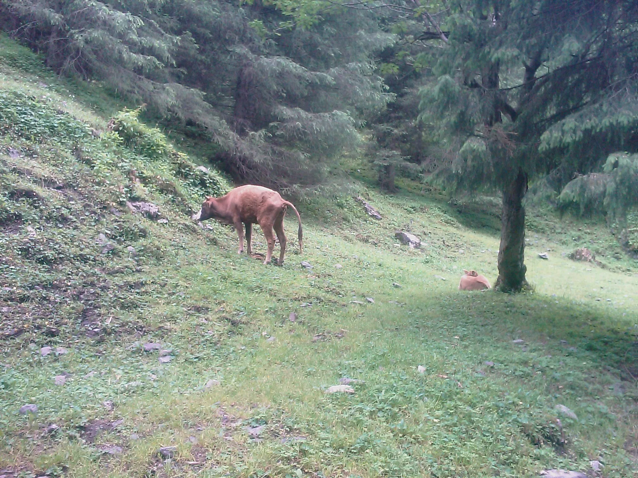 放牧されている馬か牛