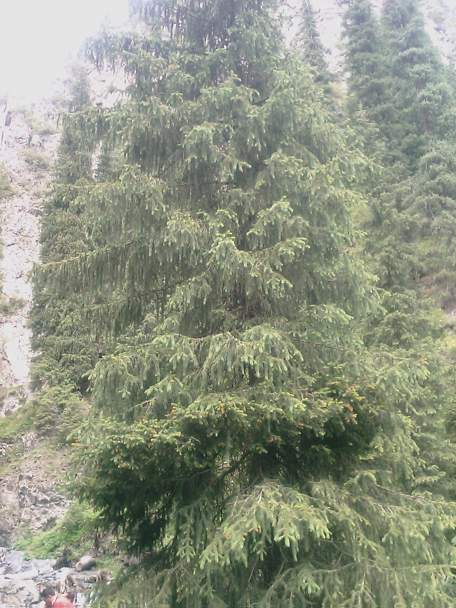南山牧場の針葉樹林