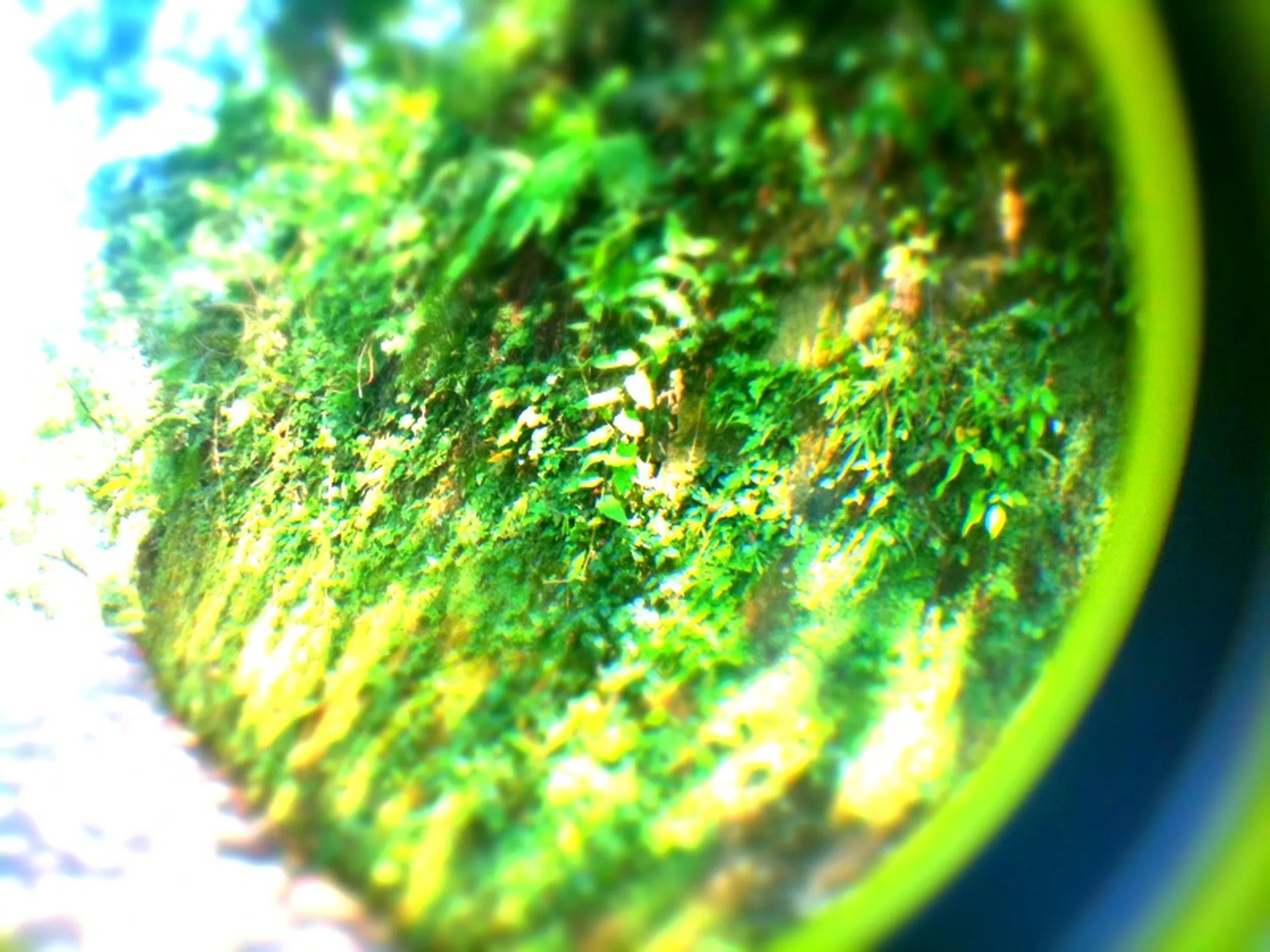 緑豊かな宝頂山の風景