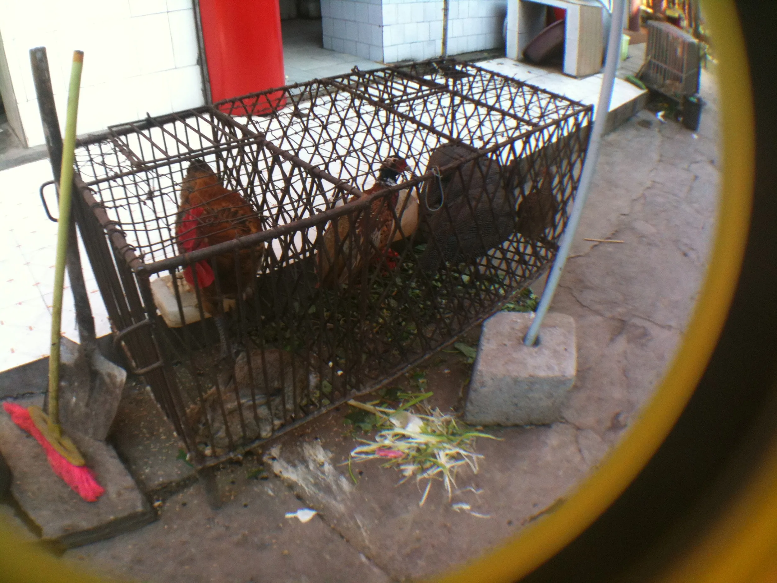 商店街で見かけた鶏たち