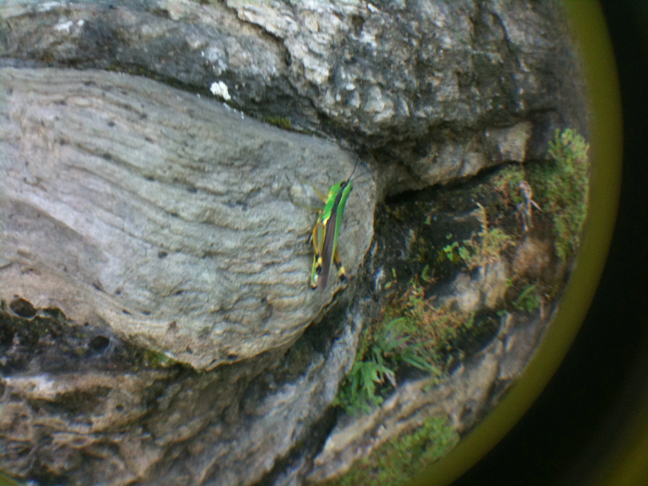 万盛石林で見つけたバッタ