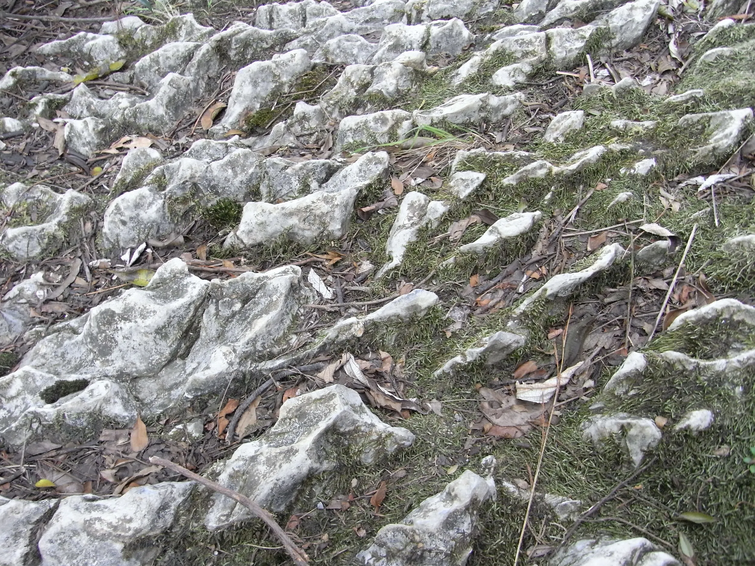 骨のような形の石灰岩