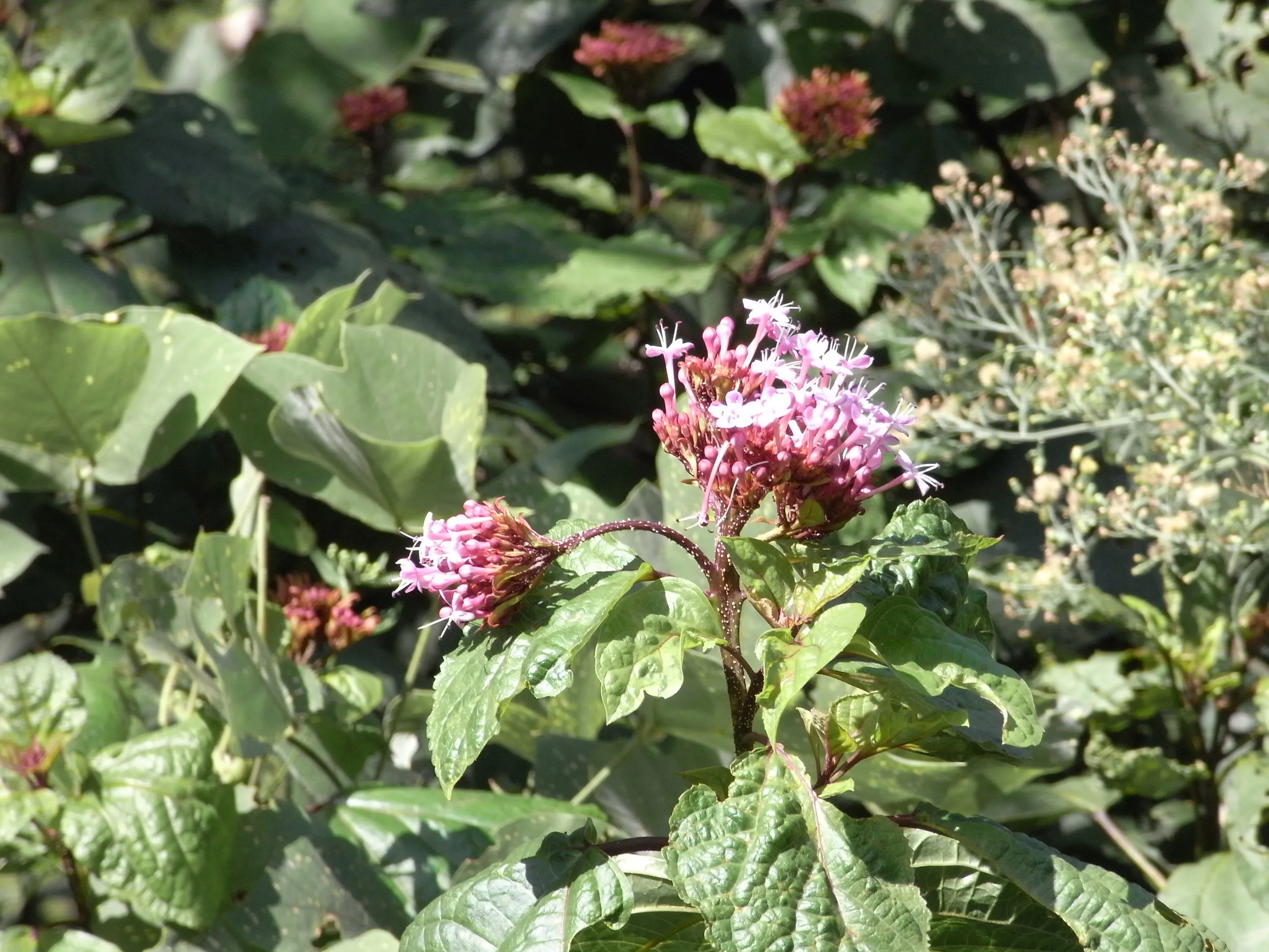 石林付近に咲く赤い野花