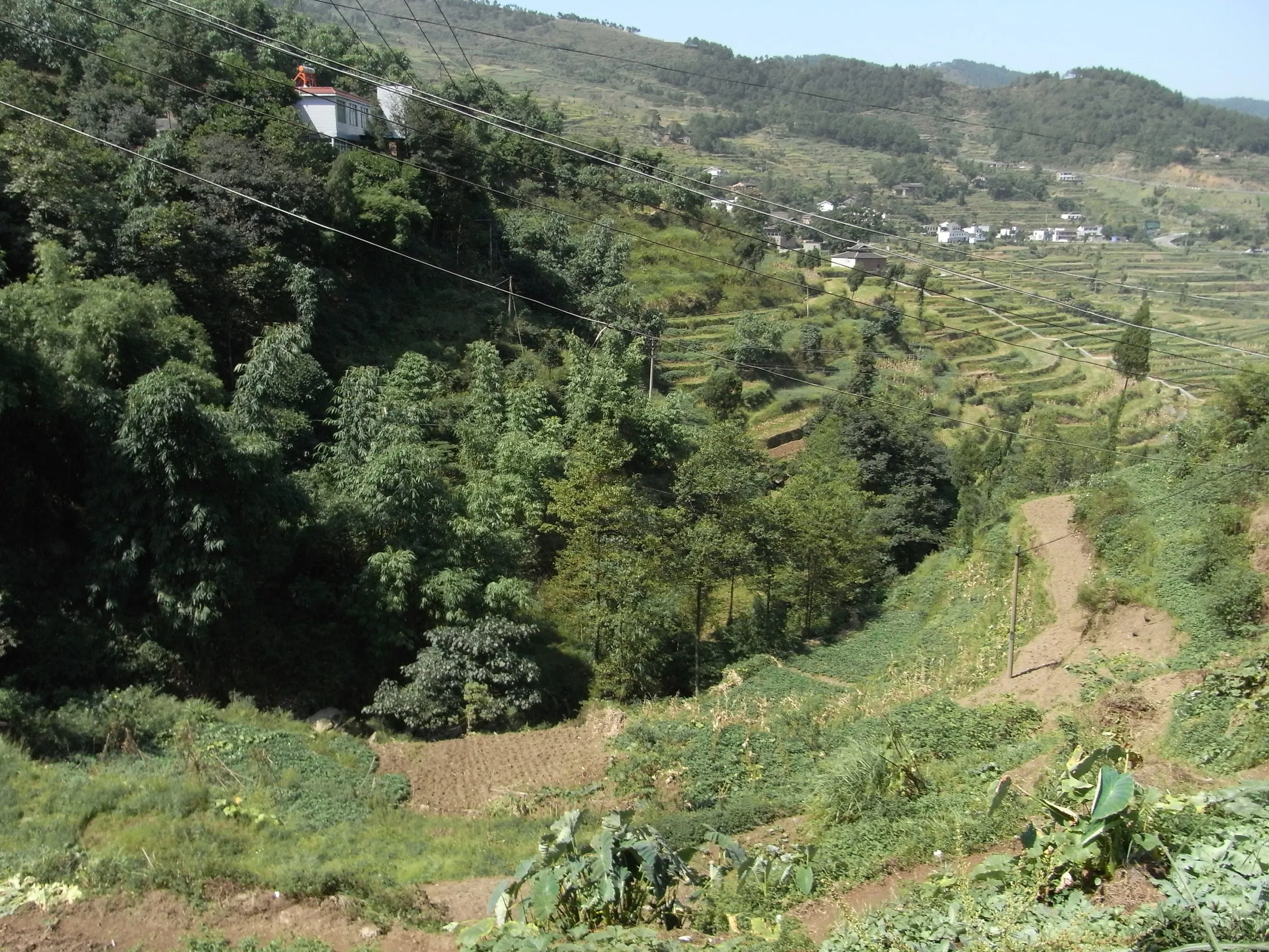 サトイモの葉が見える段々畑