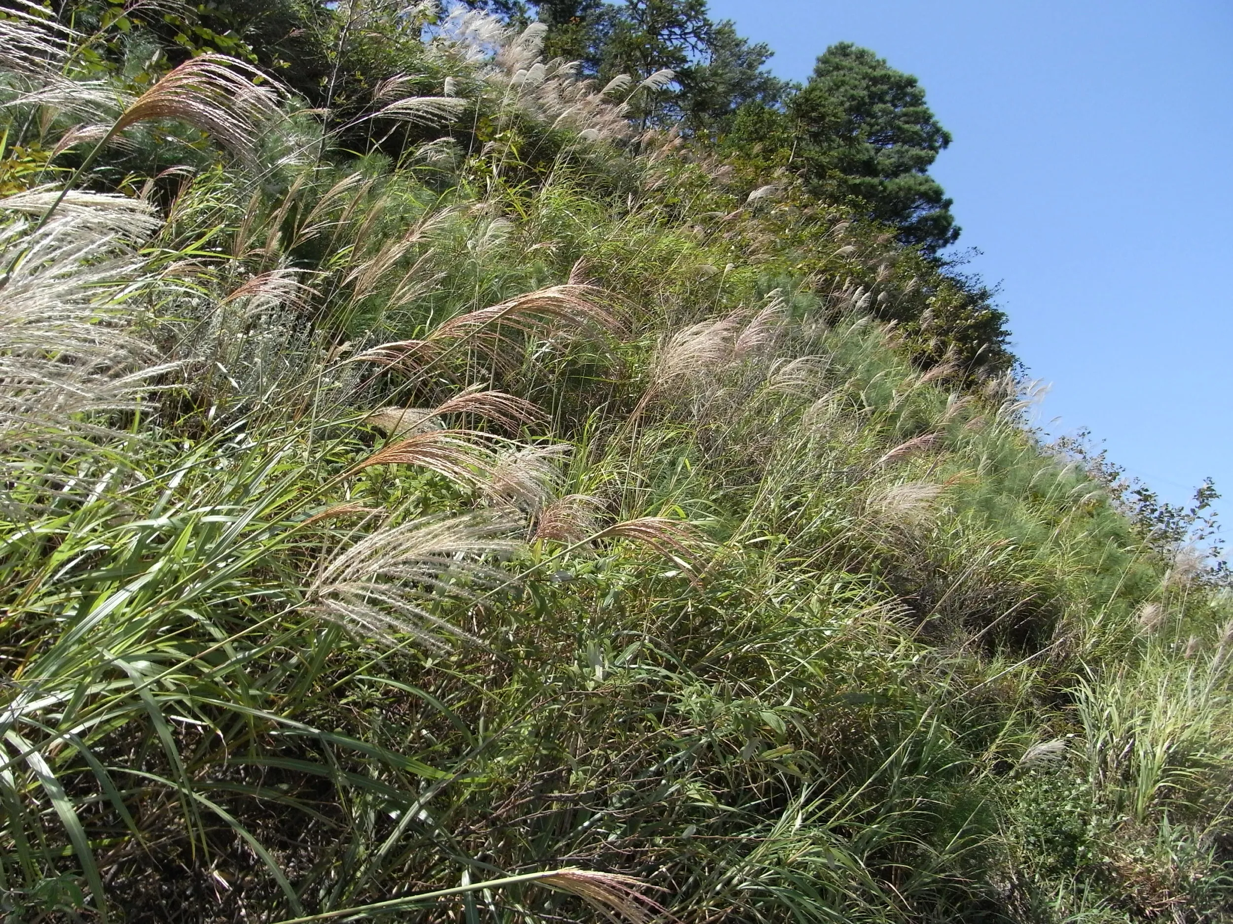 道端で見かけたススキ