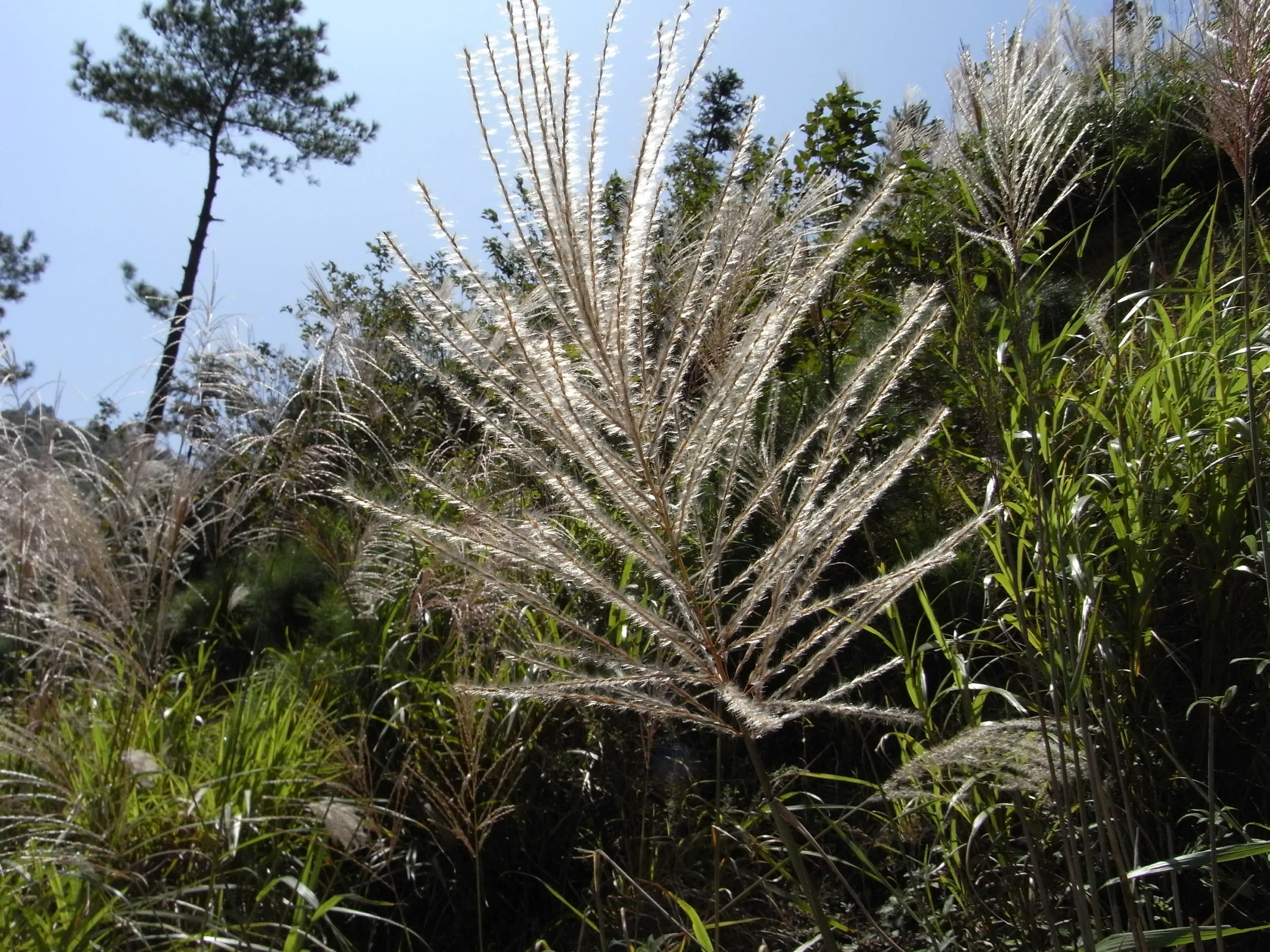 雪に閉ざされるという山道