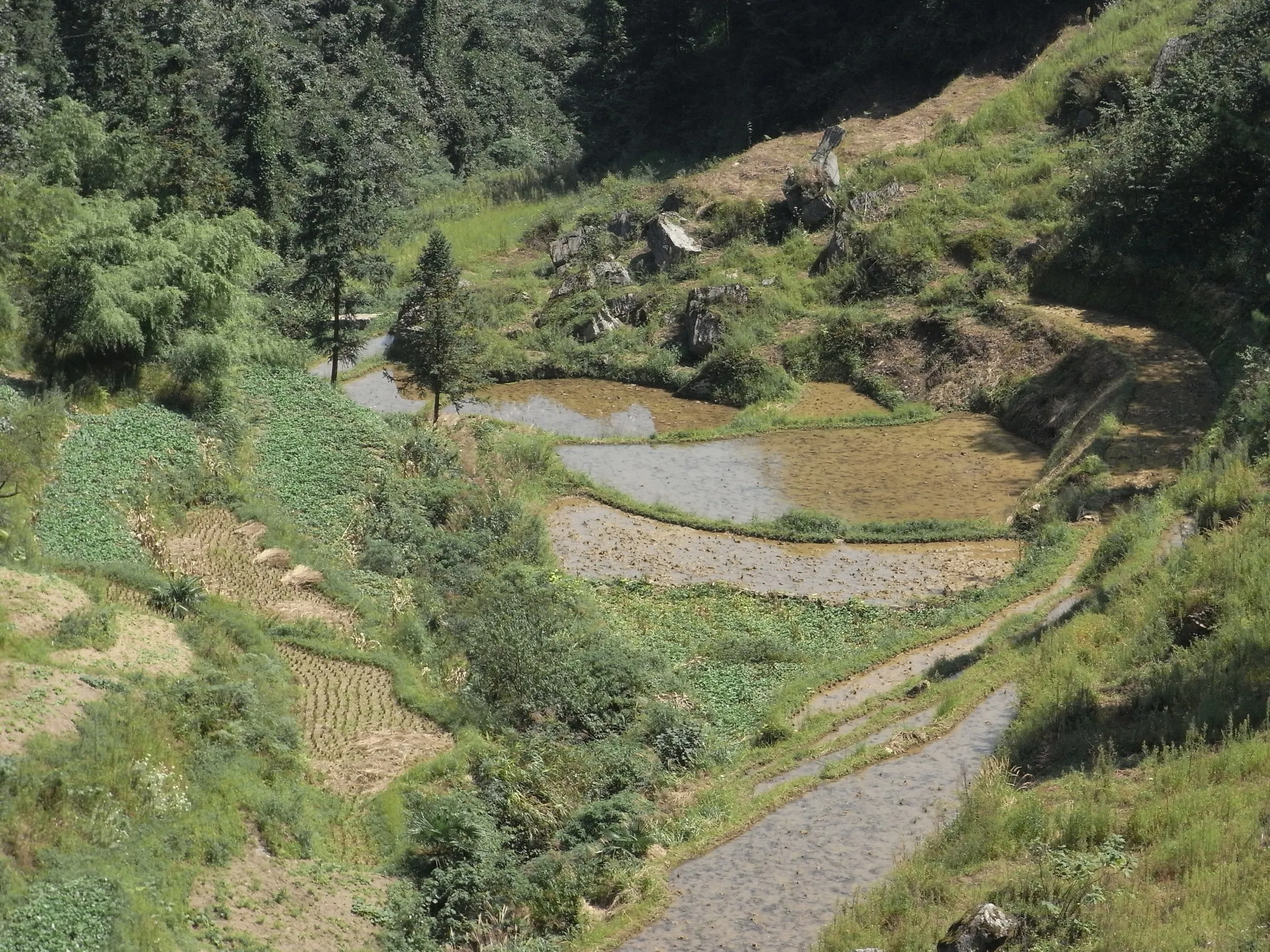苗族の水田風景