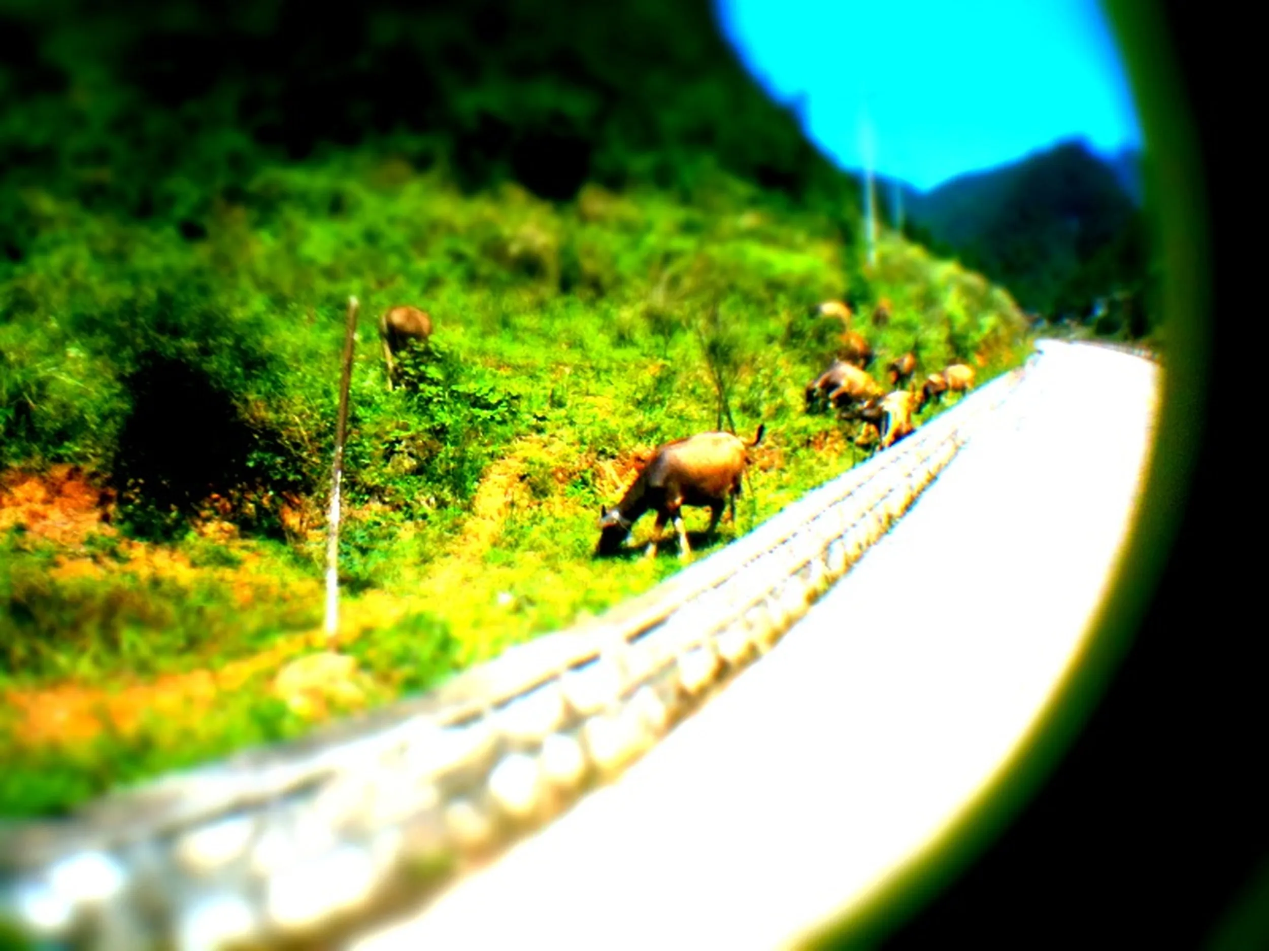 ミニチュア風の牛の群れ