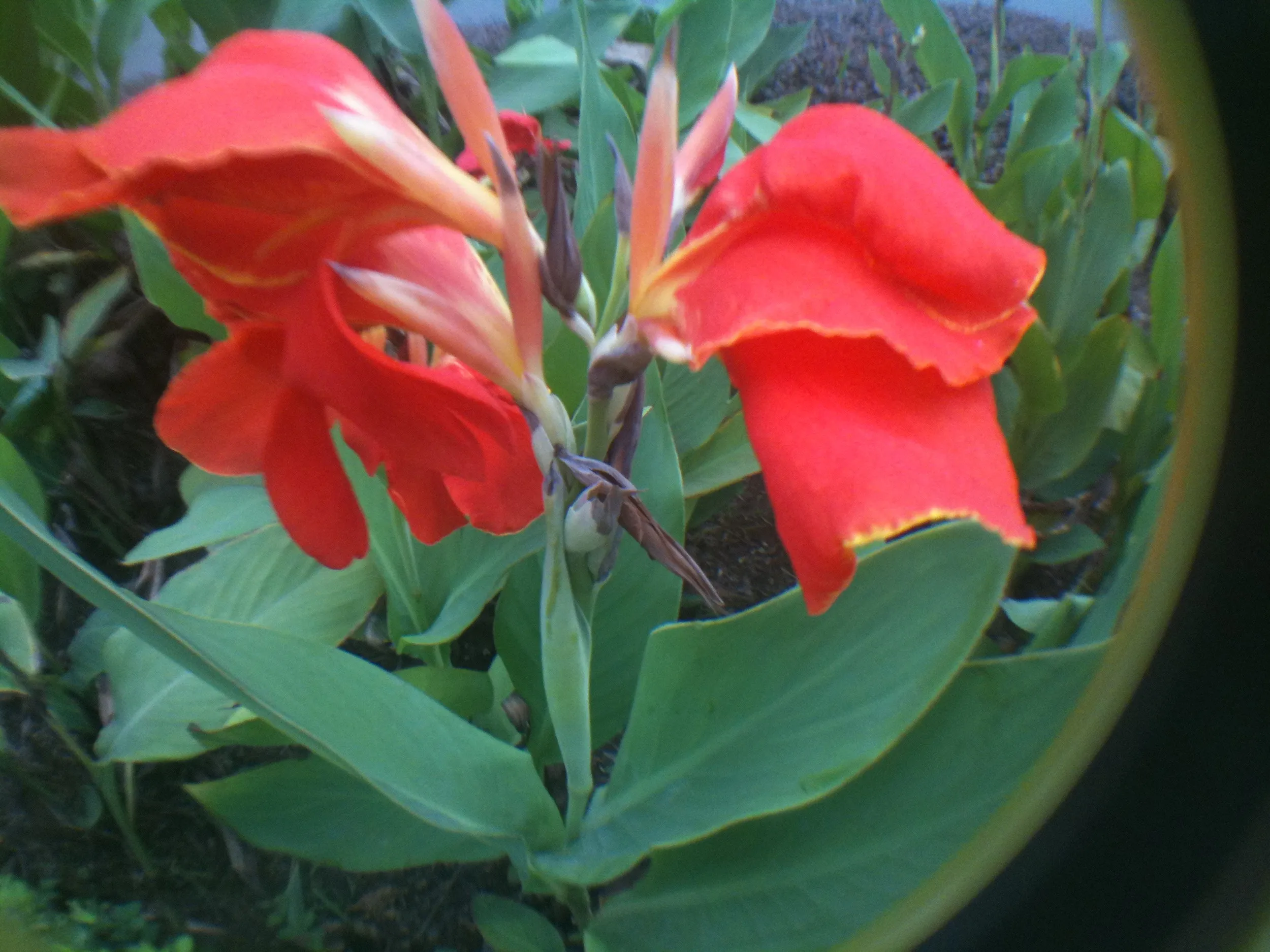 きれいな街並みと花