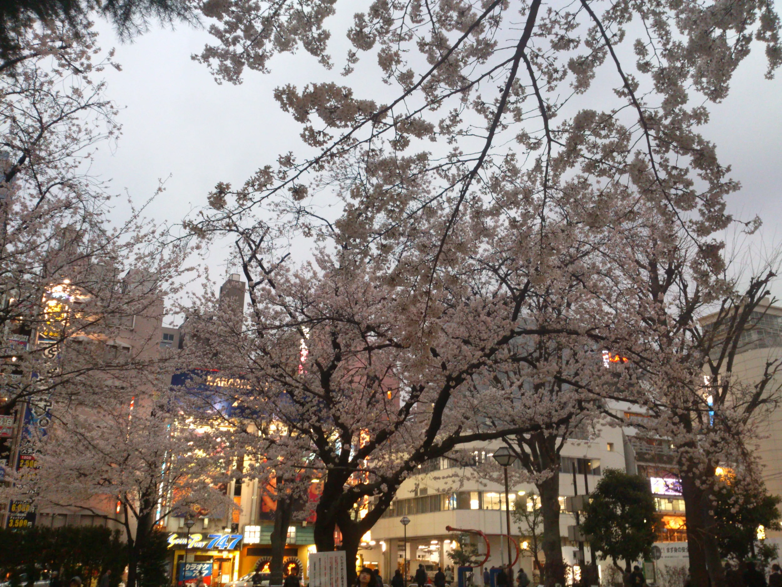 池袋の公園の桜