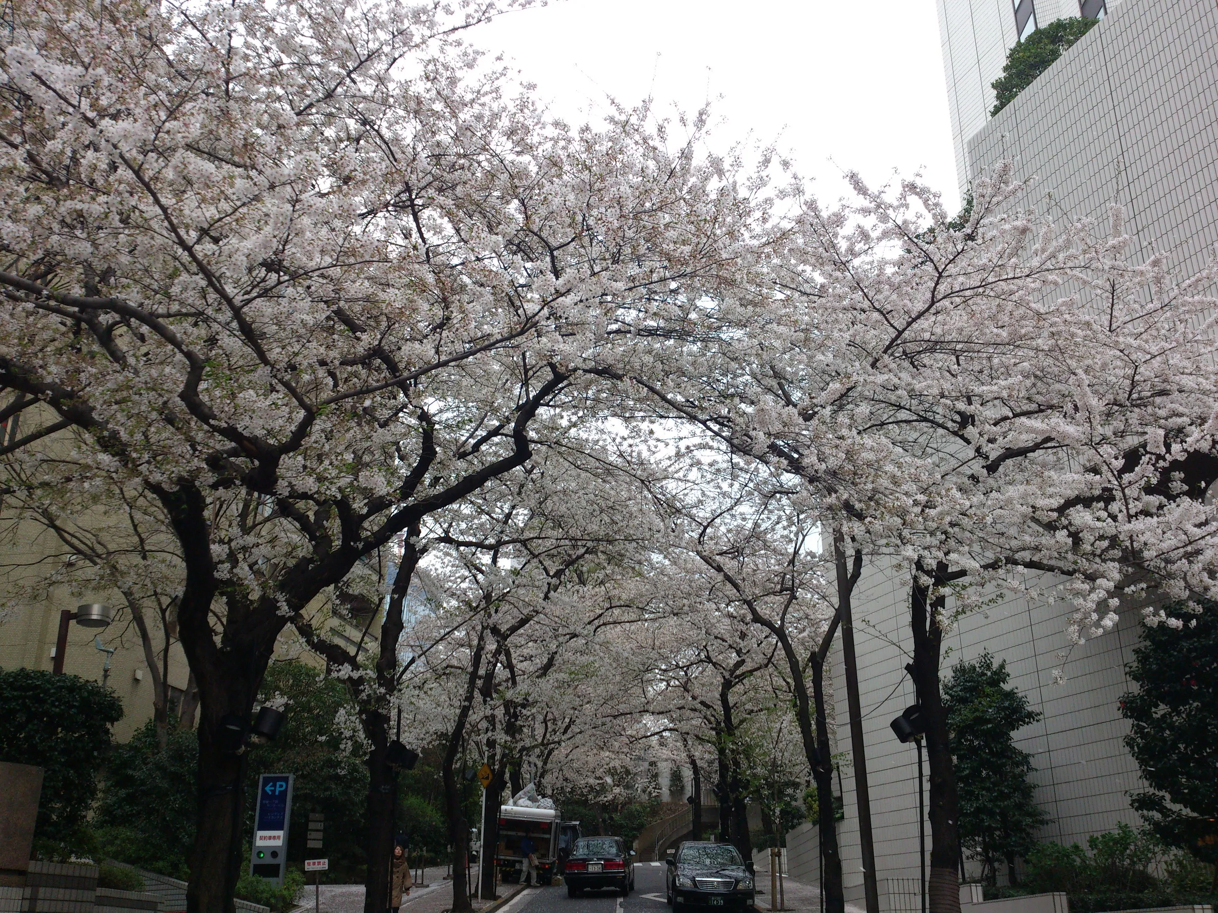 溜池山王付近の桜
