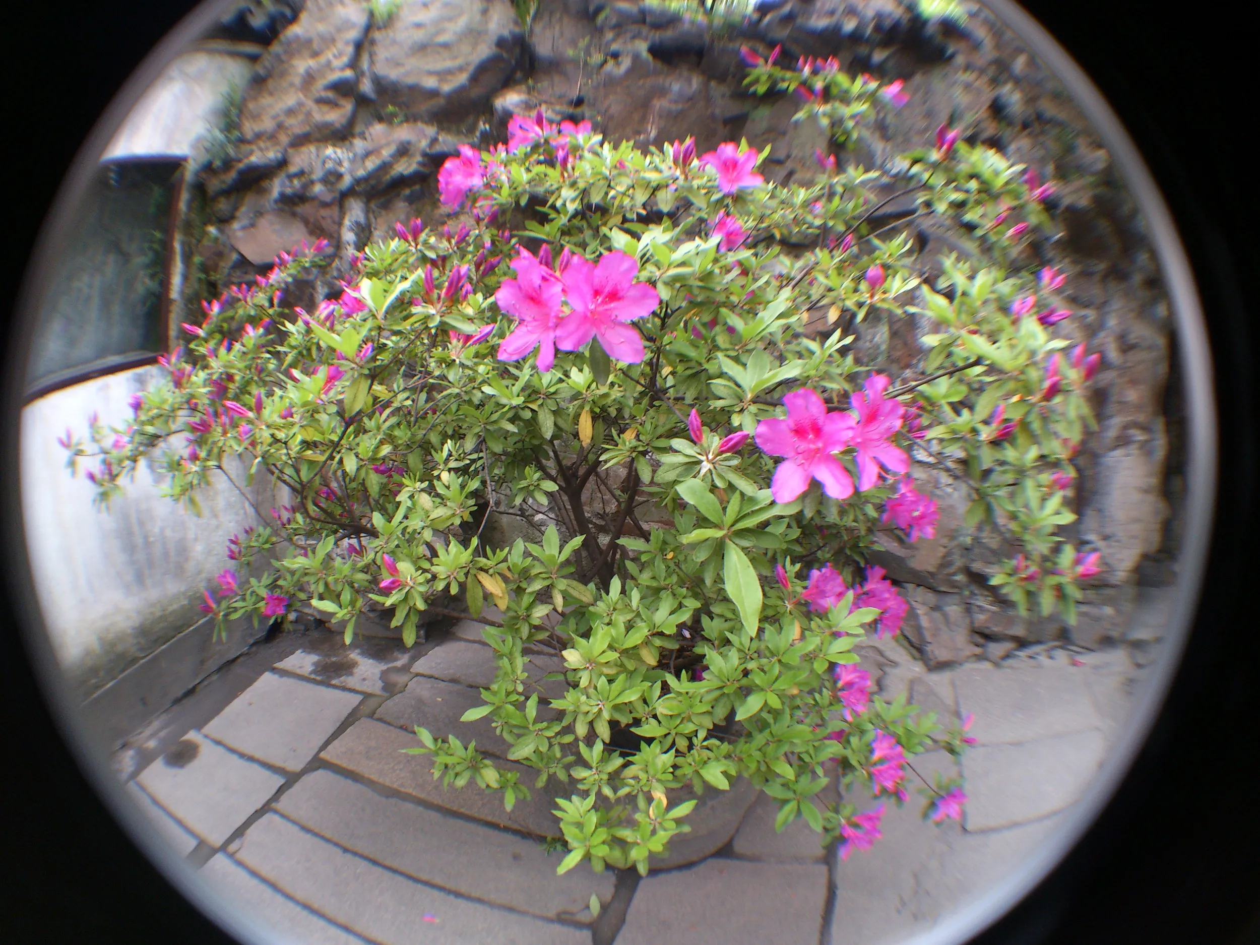 大假山付近に咲くつつじ