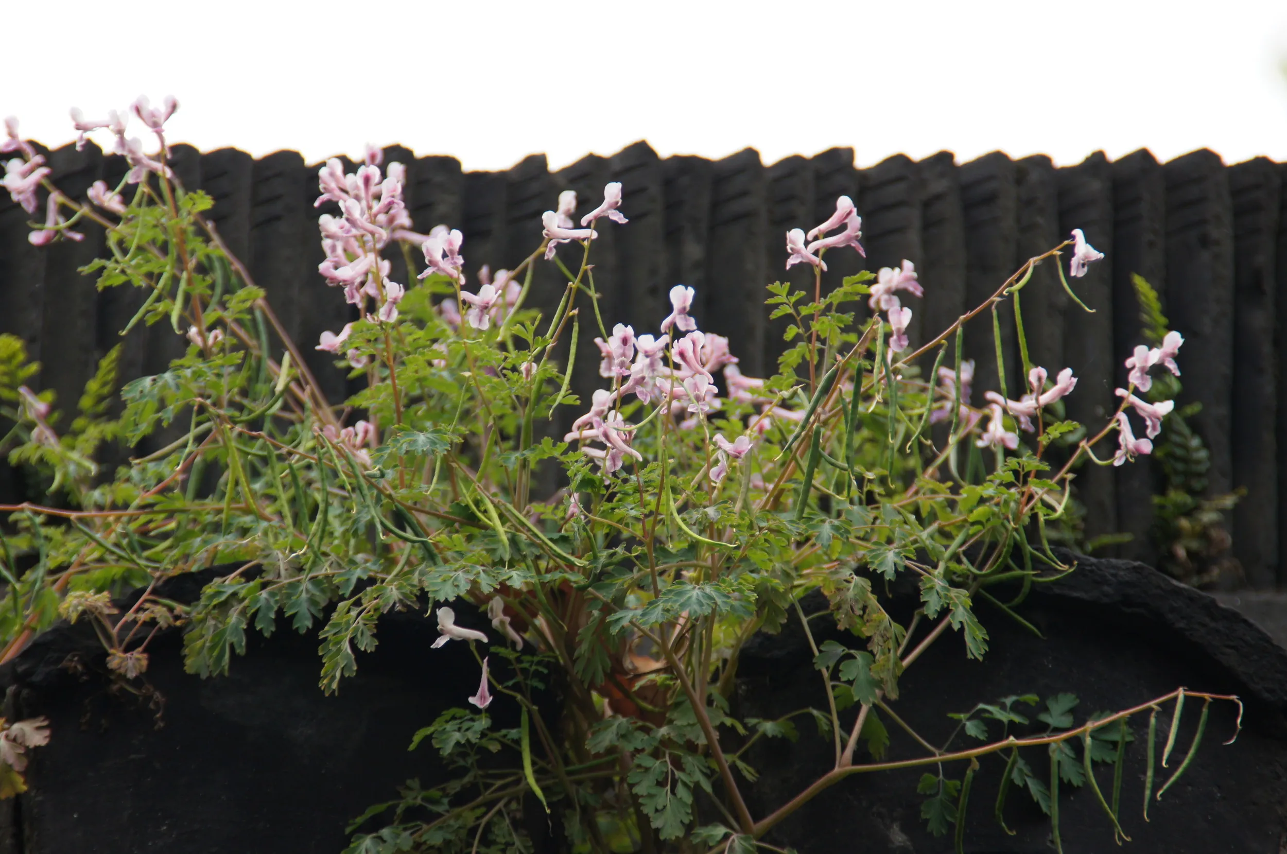 豫園庭園内に咲く花