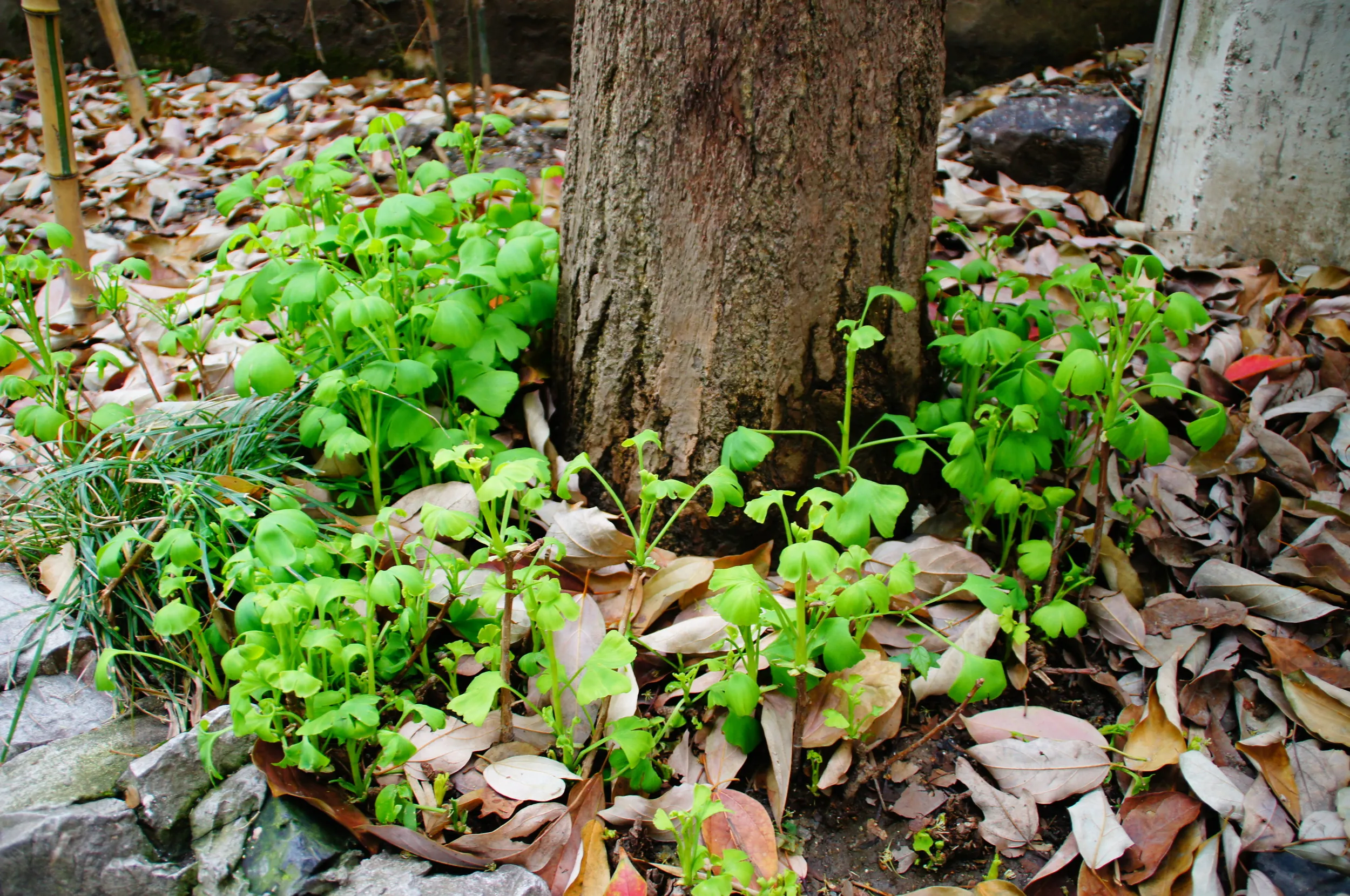 銀杏が芽吹いていた