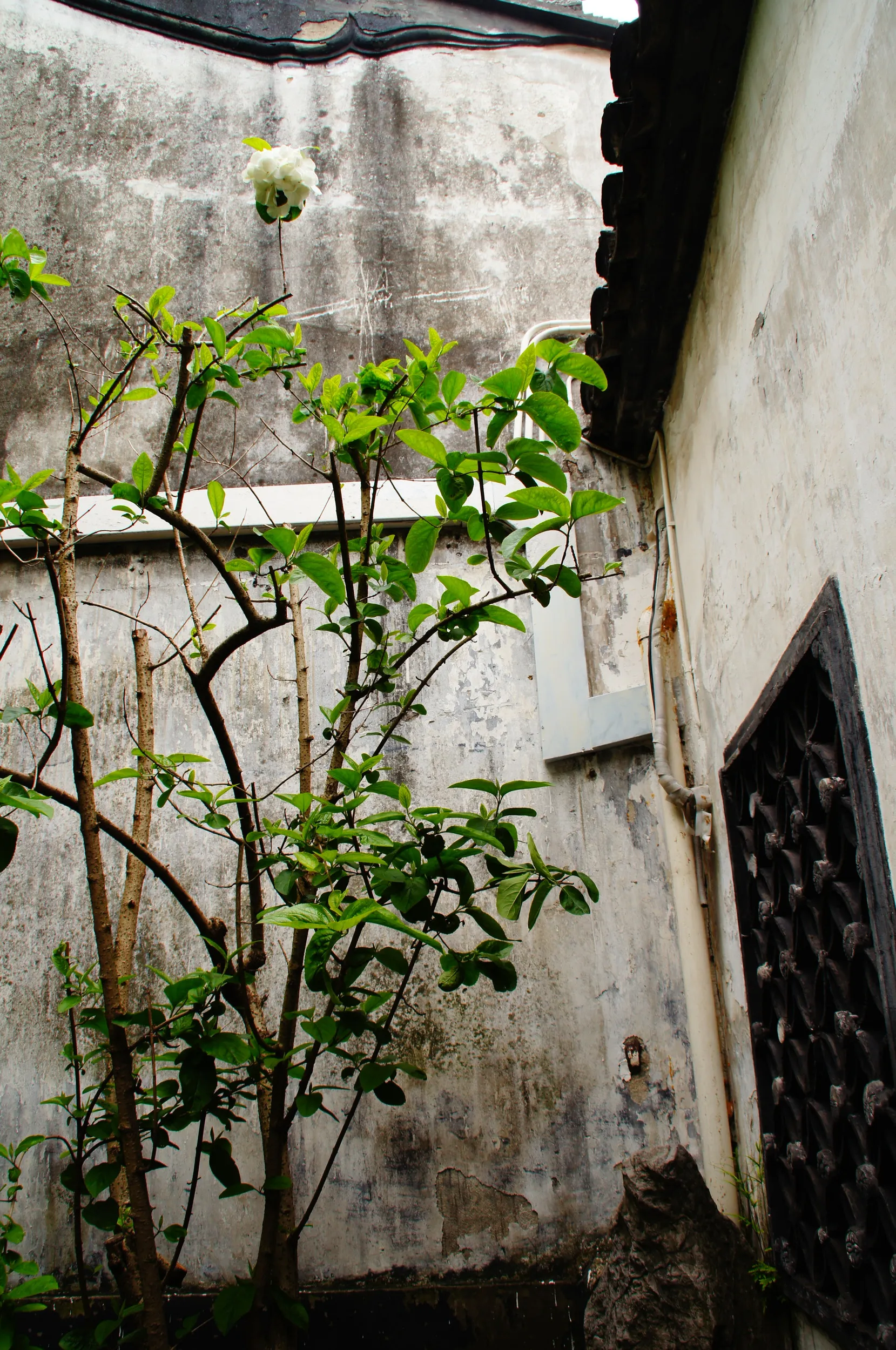 豫園庭園内の風景